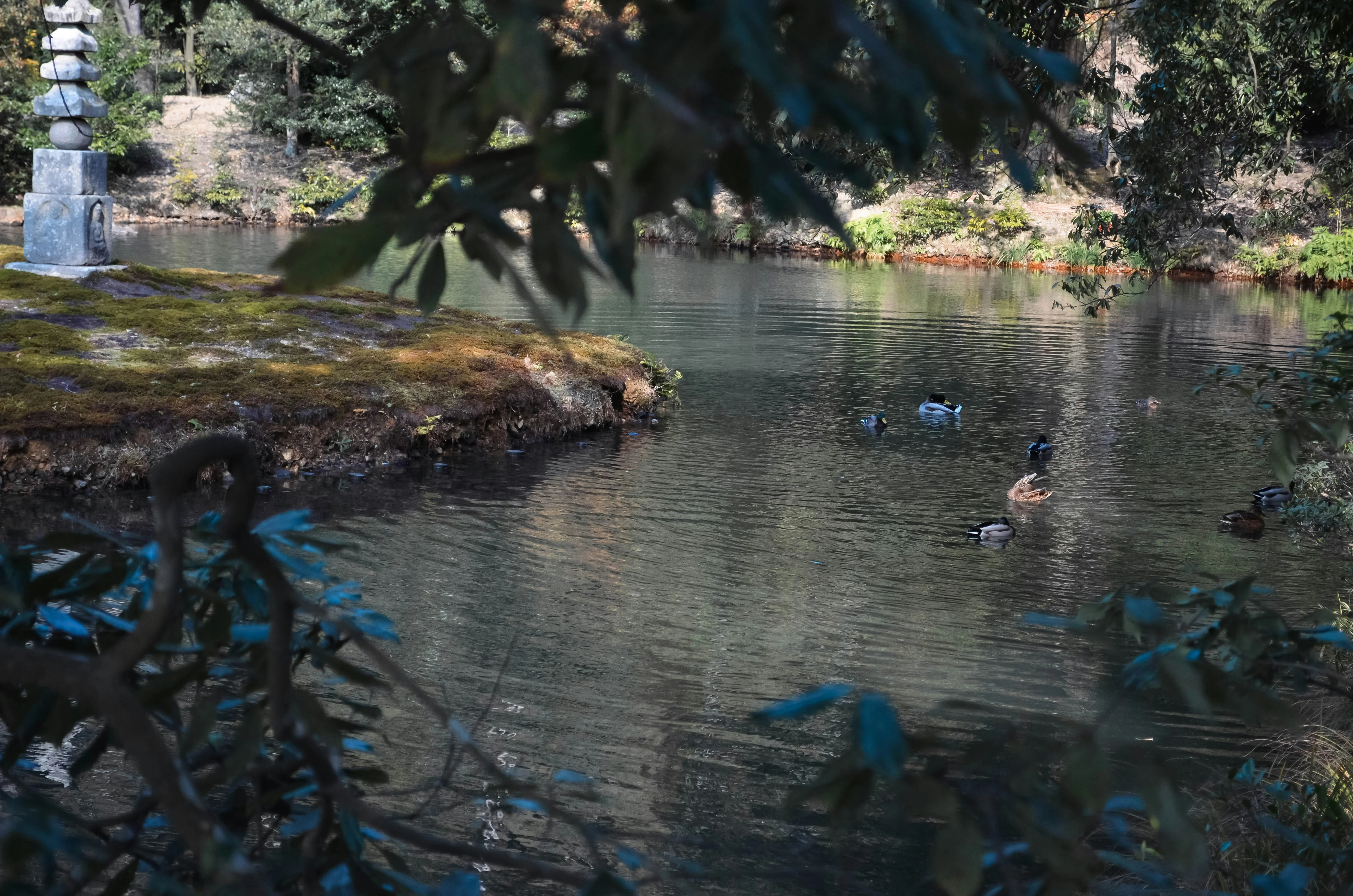 Untamed and Unseen: Fukuoka's Lesser-Known Wildlife Sanctuaries Image 1