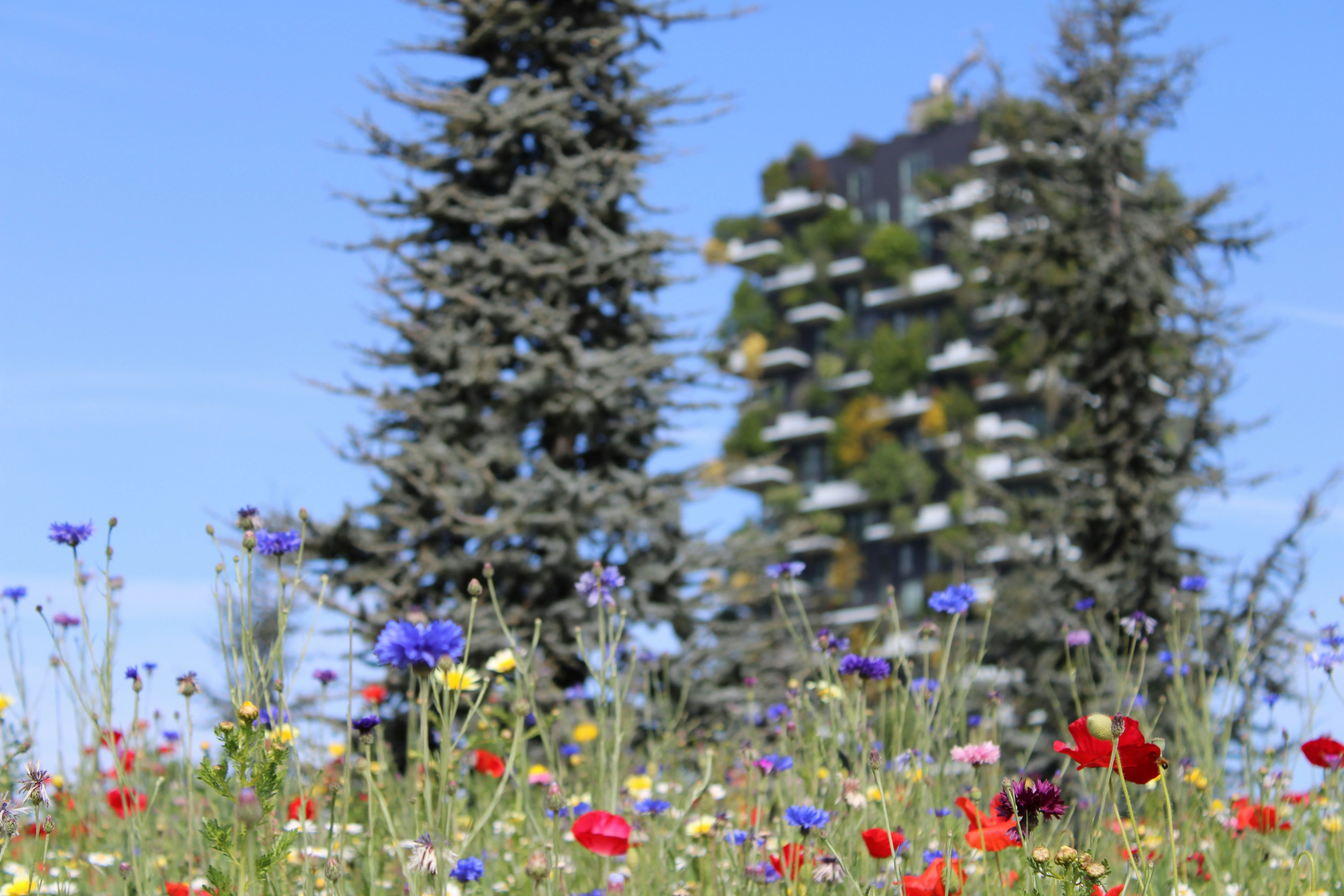 Rediscovering Romance in Geranium-Fringed Gardens: Milan's Secret Parks for Lovers