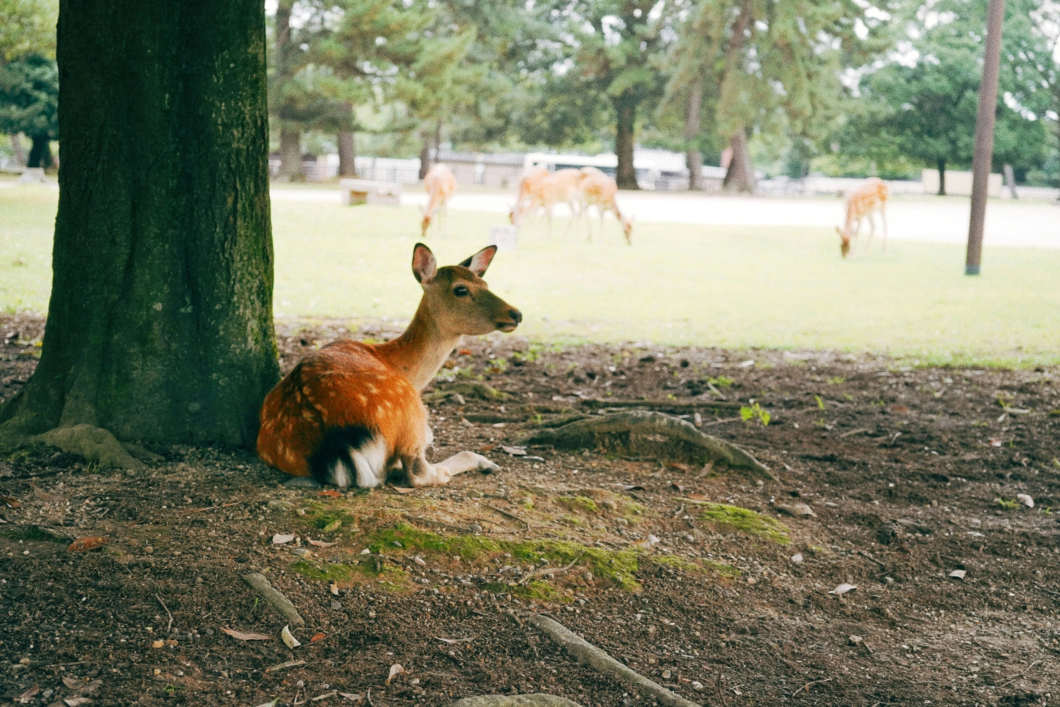 Deer Encounters and Designer Bags: Blending Fashion and Wildlife in Nara Image 1