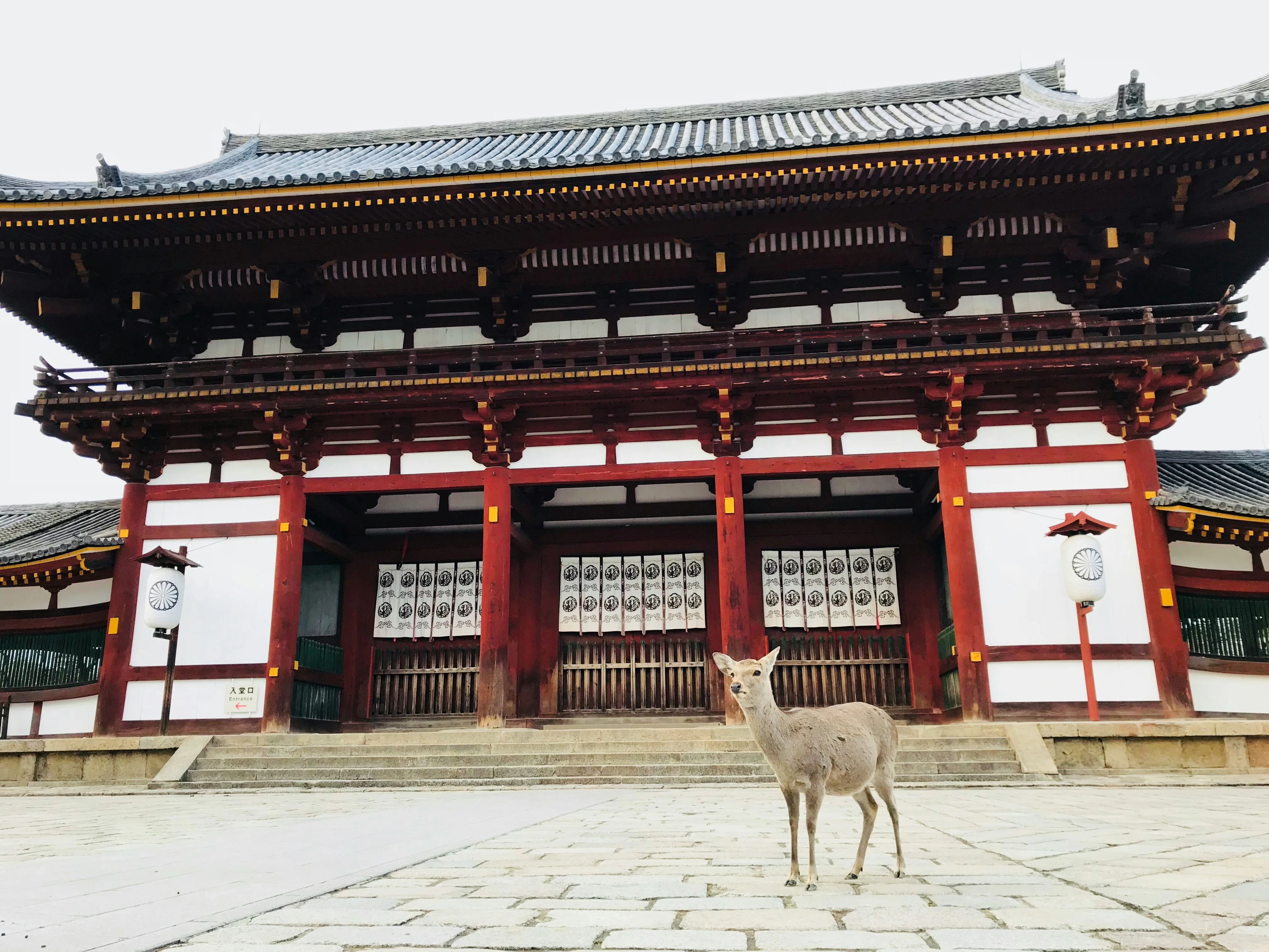 Deer Encounters and Designer Bags: Blending Fashion and Wildlife in Nara Image 3