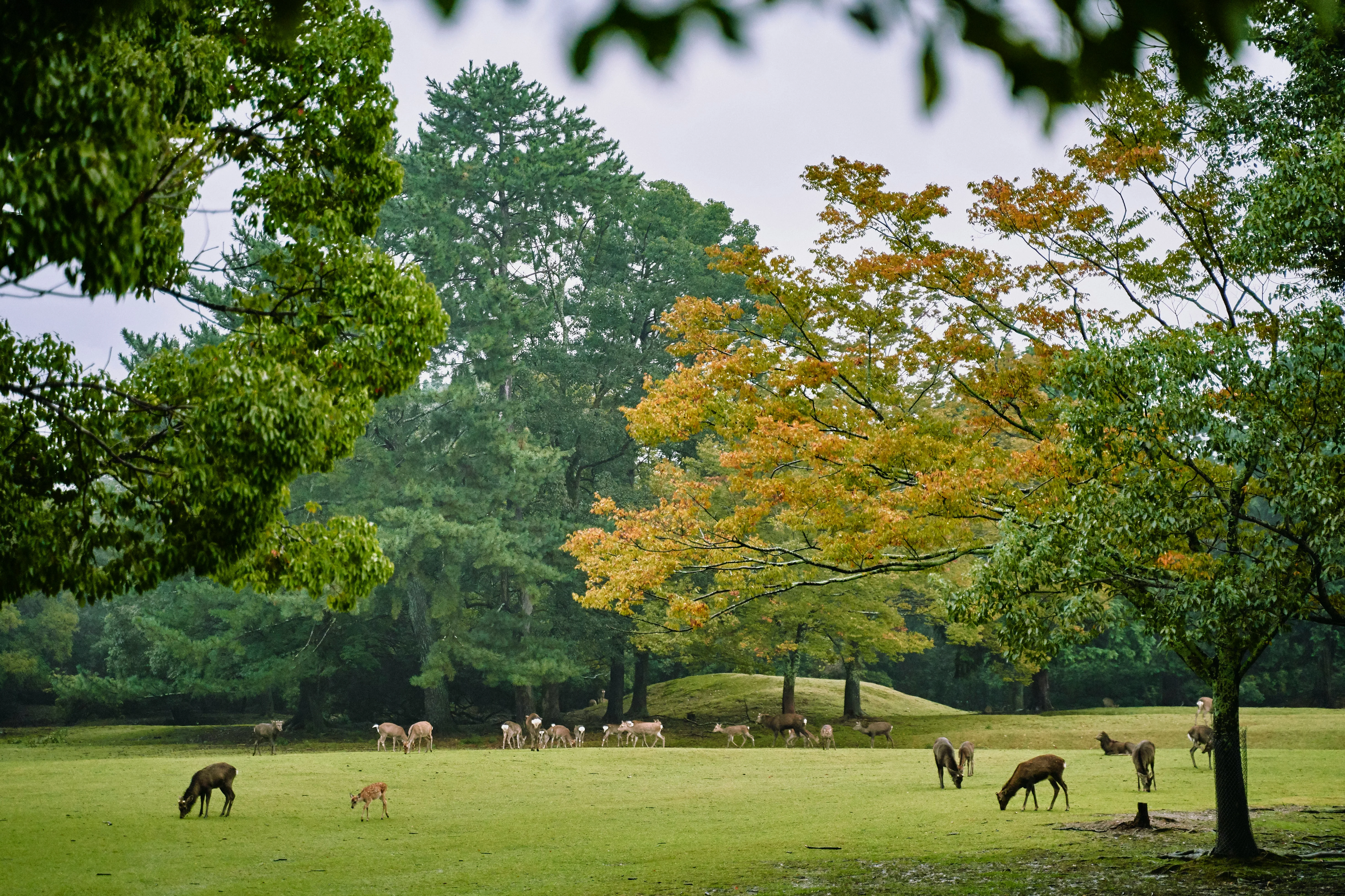 Deer Encounters and Designer Bags: Blending Fashion and Wildlife in Nara