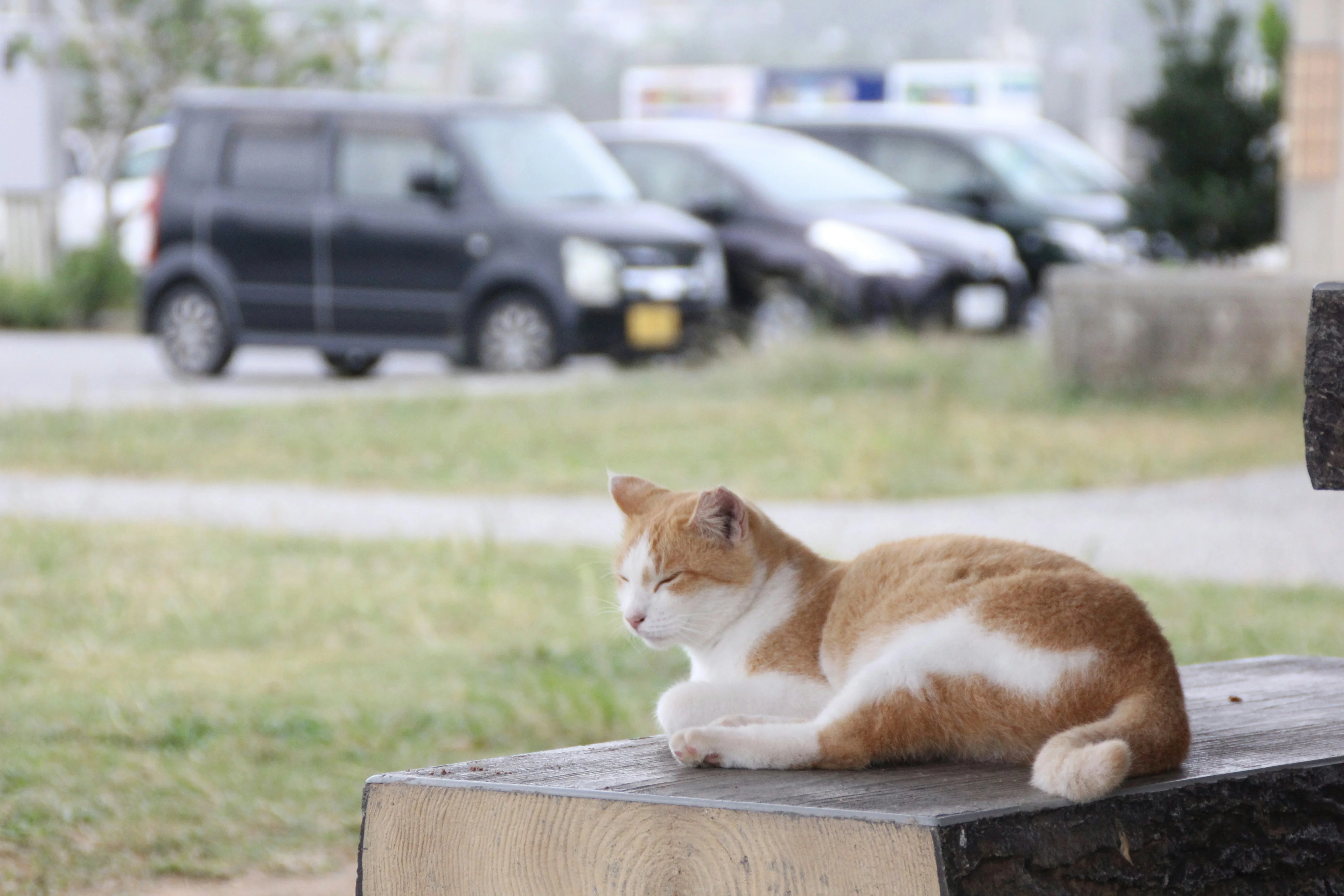 Peaceful Festivities: Exploring the Tranquil Side of Okinawan Celebrations Image 2