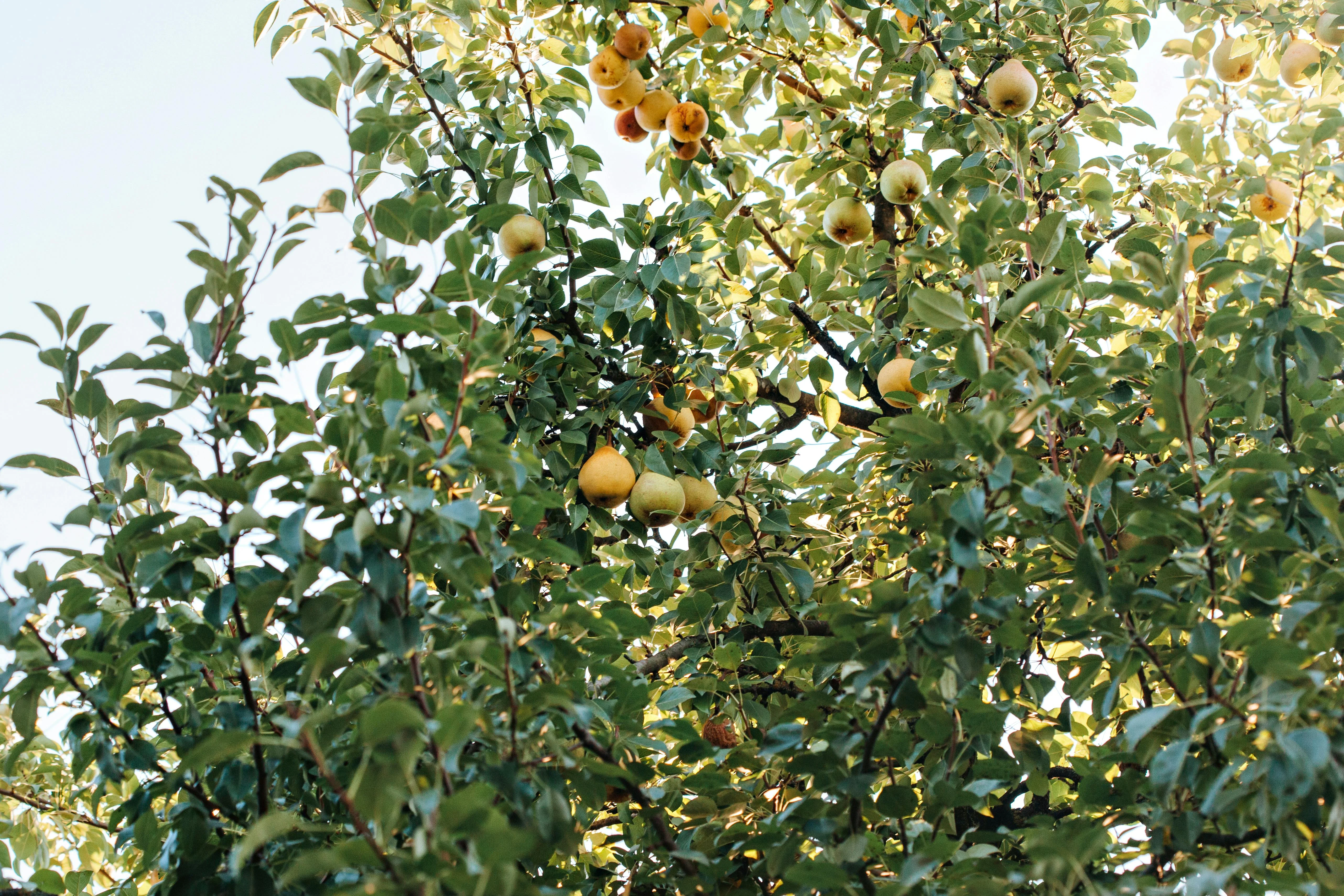 Harvest Joy: Experiencing Tottori's Agricultural Festivals on a Budget Image 1