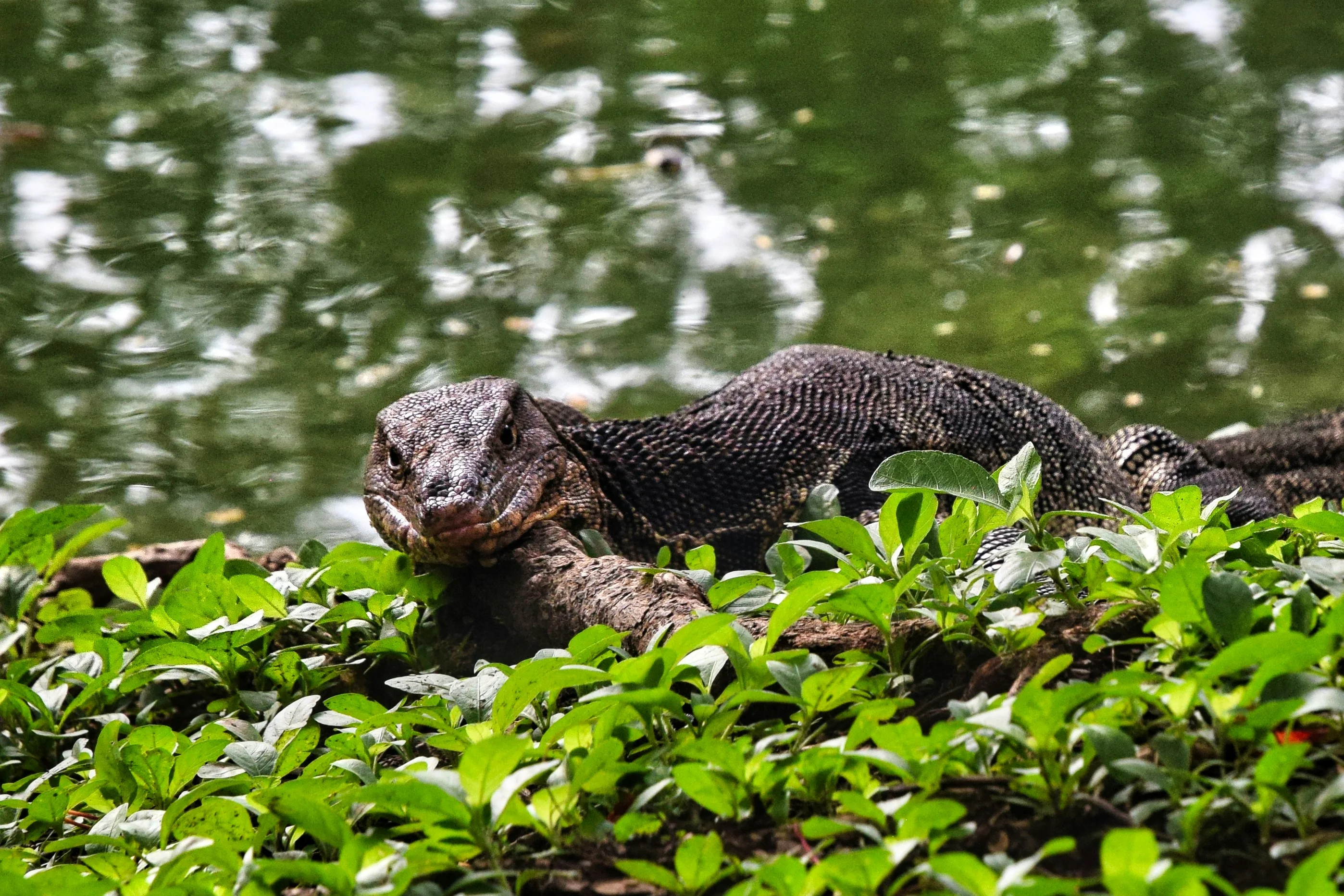 Gardens and Green Spaces: Accessible, Budget-Friendly Nature Spots in Bangkok Image 3