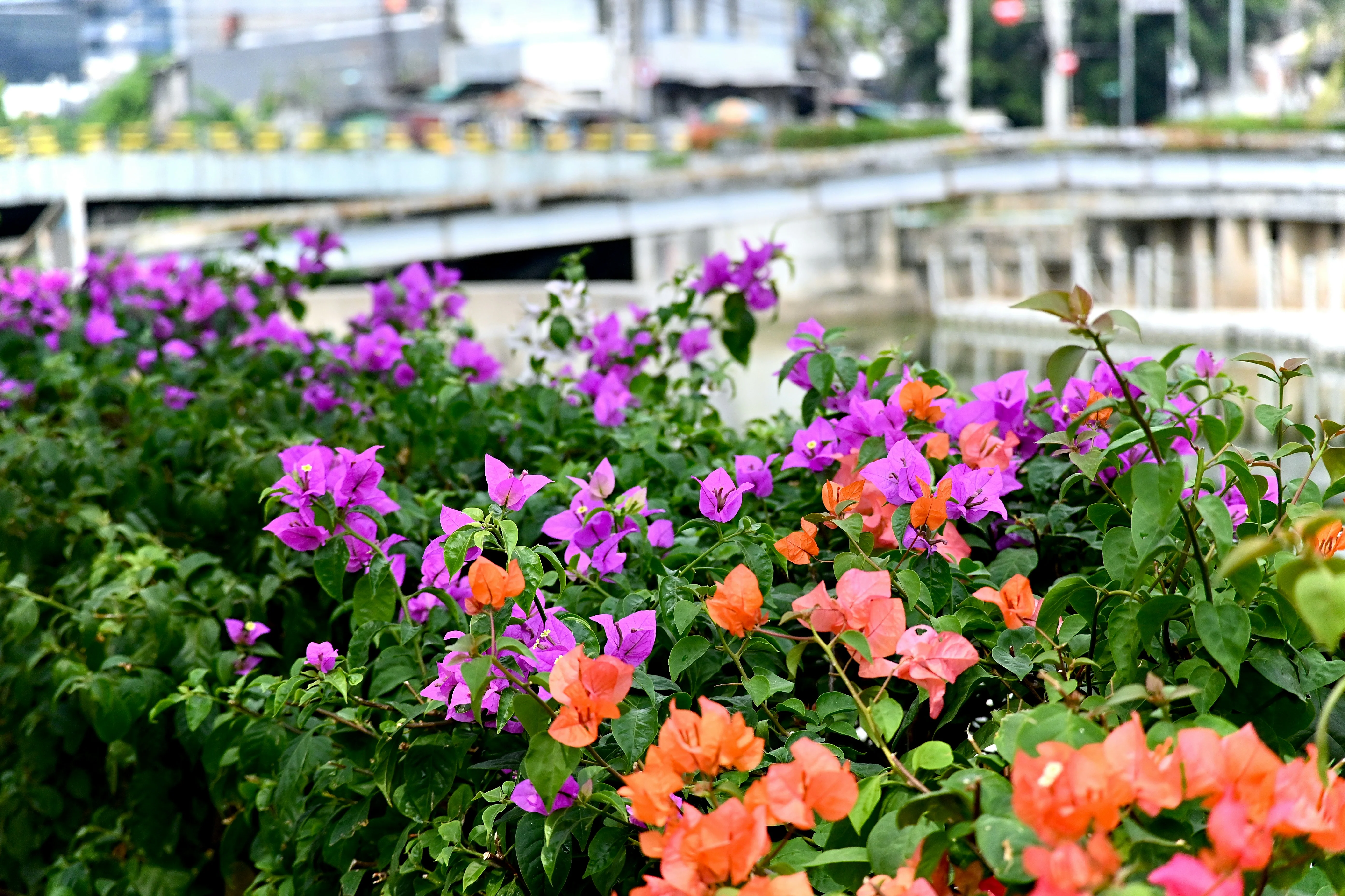 Up Close with Nature: Jakarta's Premier Gardens and Parks for Families Image 1