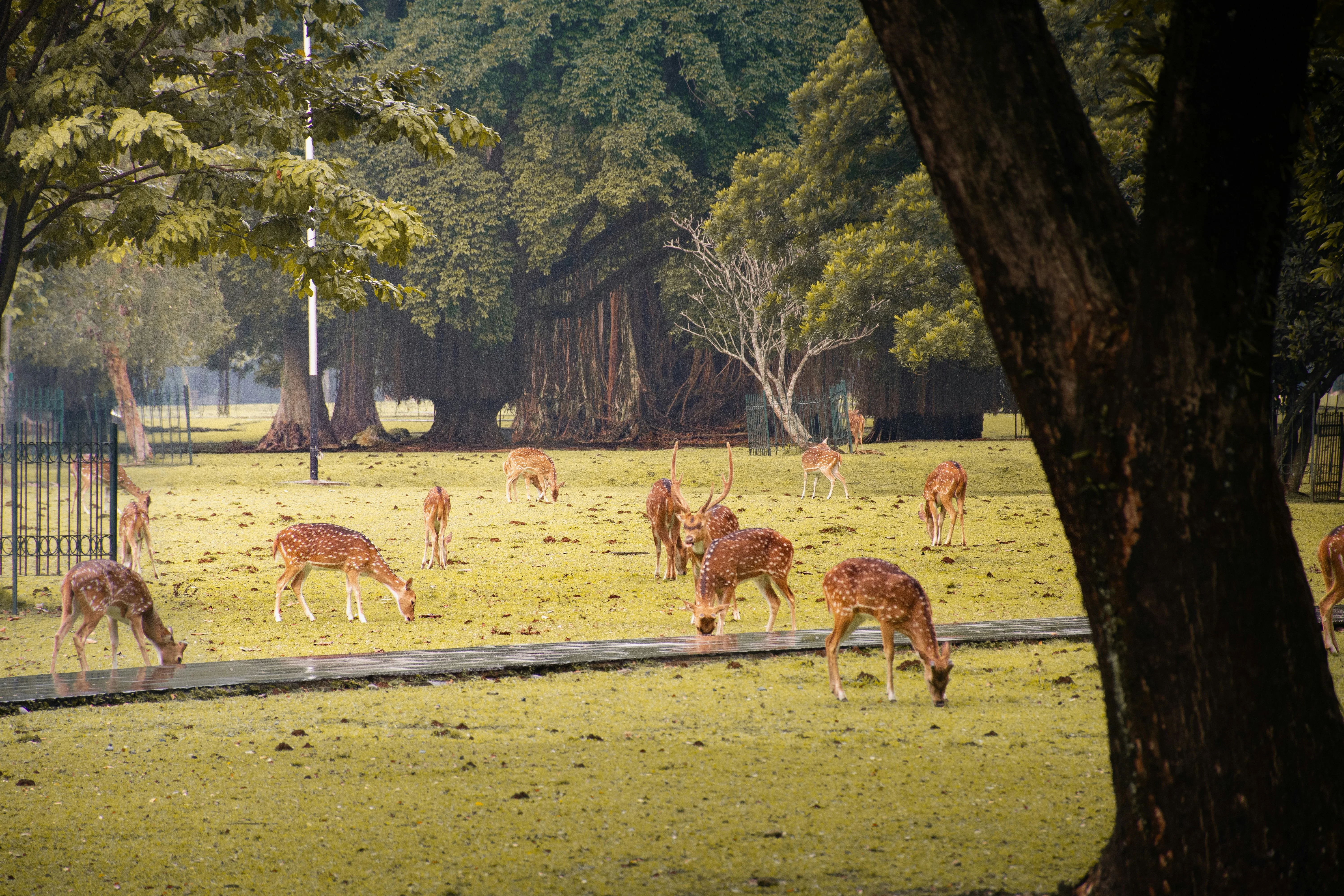 Up Close with Nature: Jakarta's Premier Gardens and Parks for Families Image 3