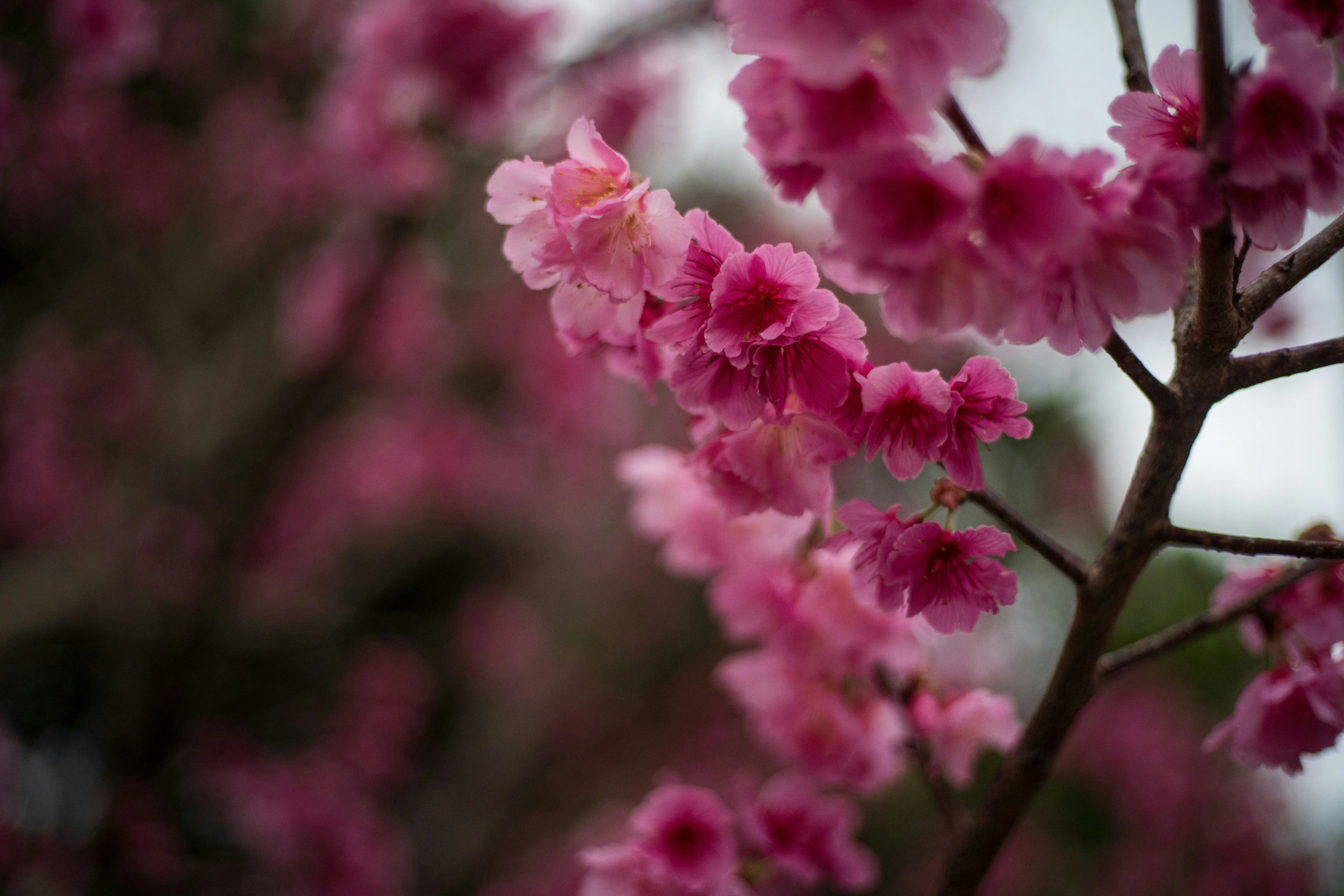 Festival Flora: Celebrating Okinawa's Blooms at These Unique Events