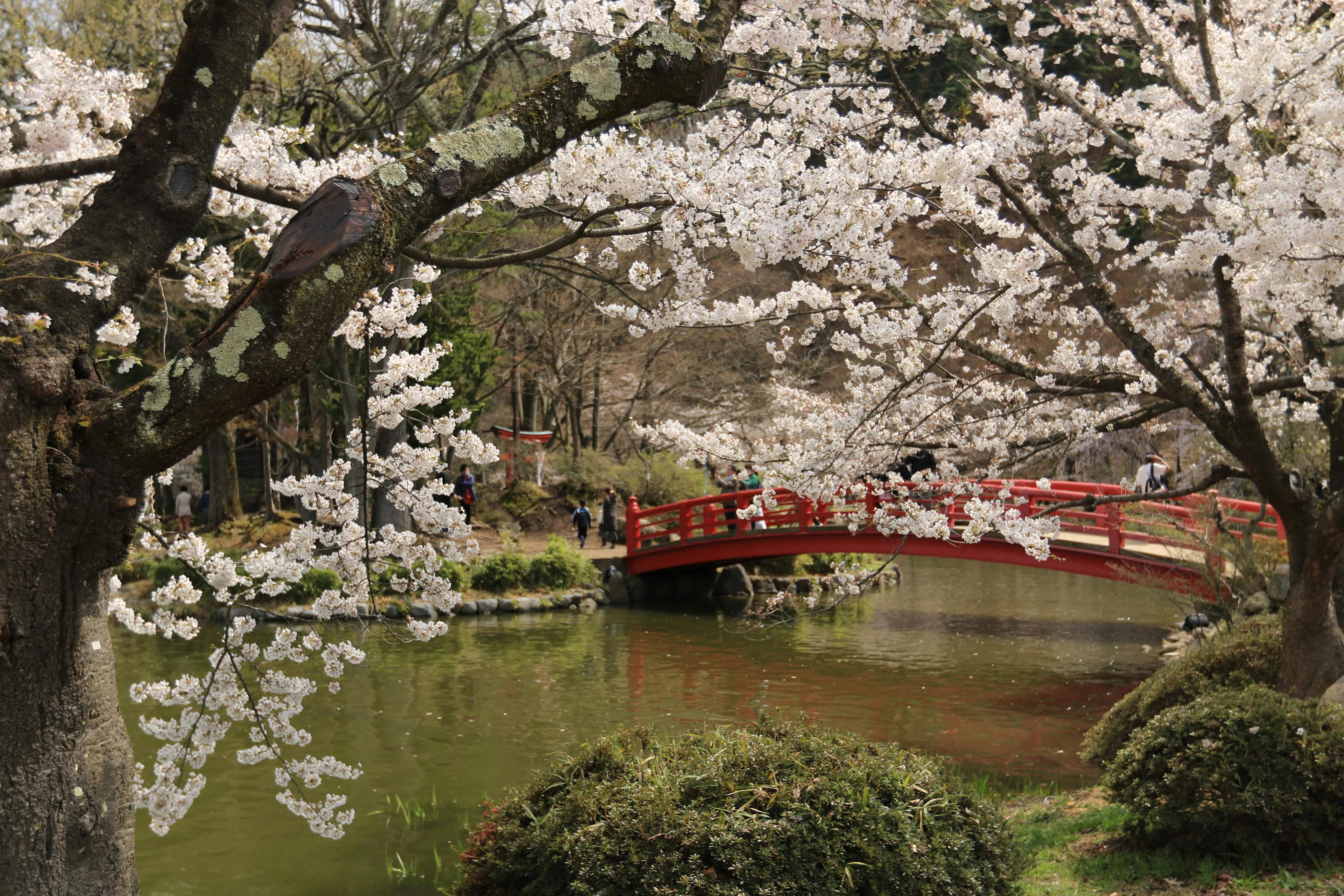 Analyzing Kyoto's Seasonal Ceremonies for Language Enthusiasts Image 1