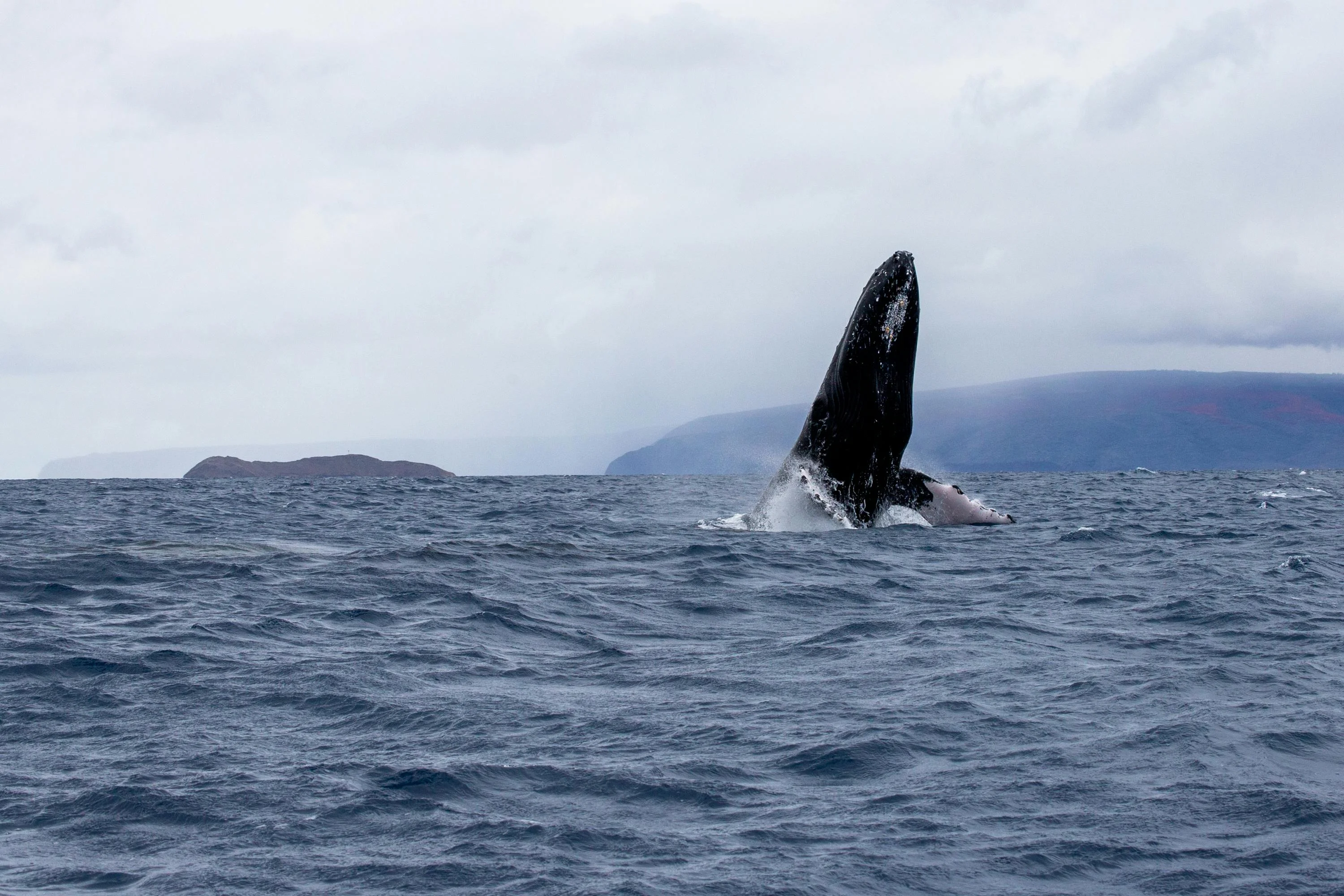 Whale Watching with a Twist: Linguistic Narratives on Fukuoka's Coastal Waters Image 2