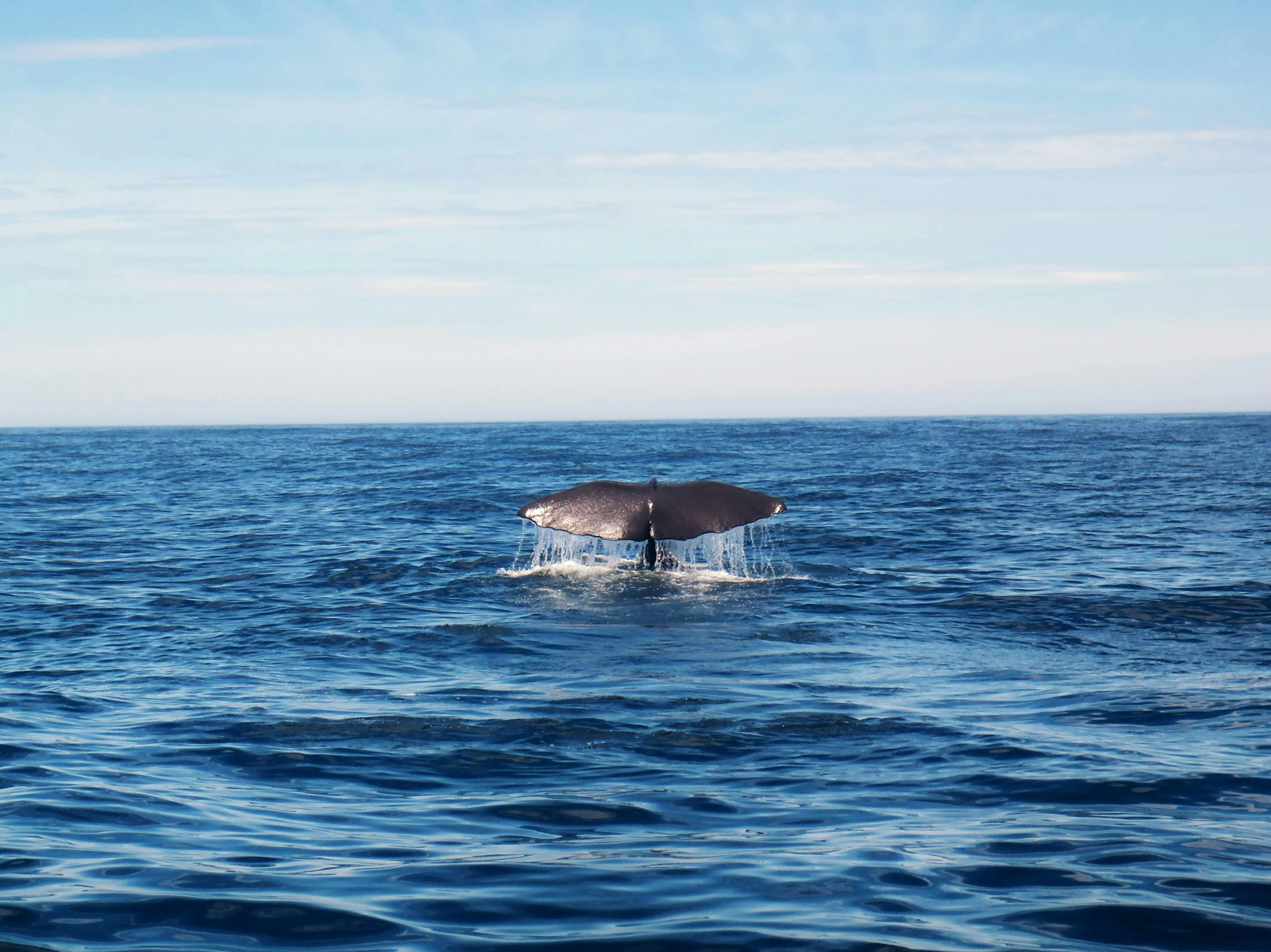 Whale Watching with a Twist: Linguistic Narratives on Fukuoka's Coastal Waters