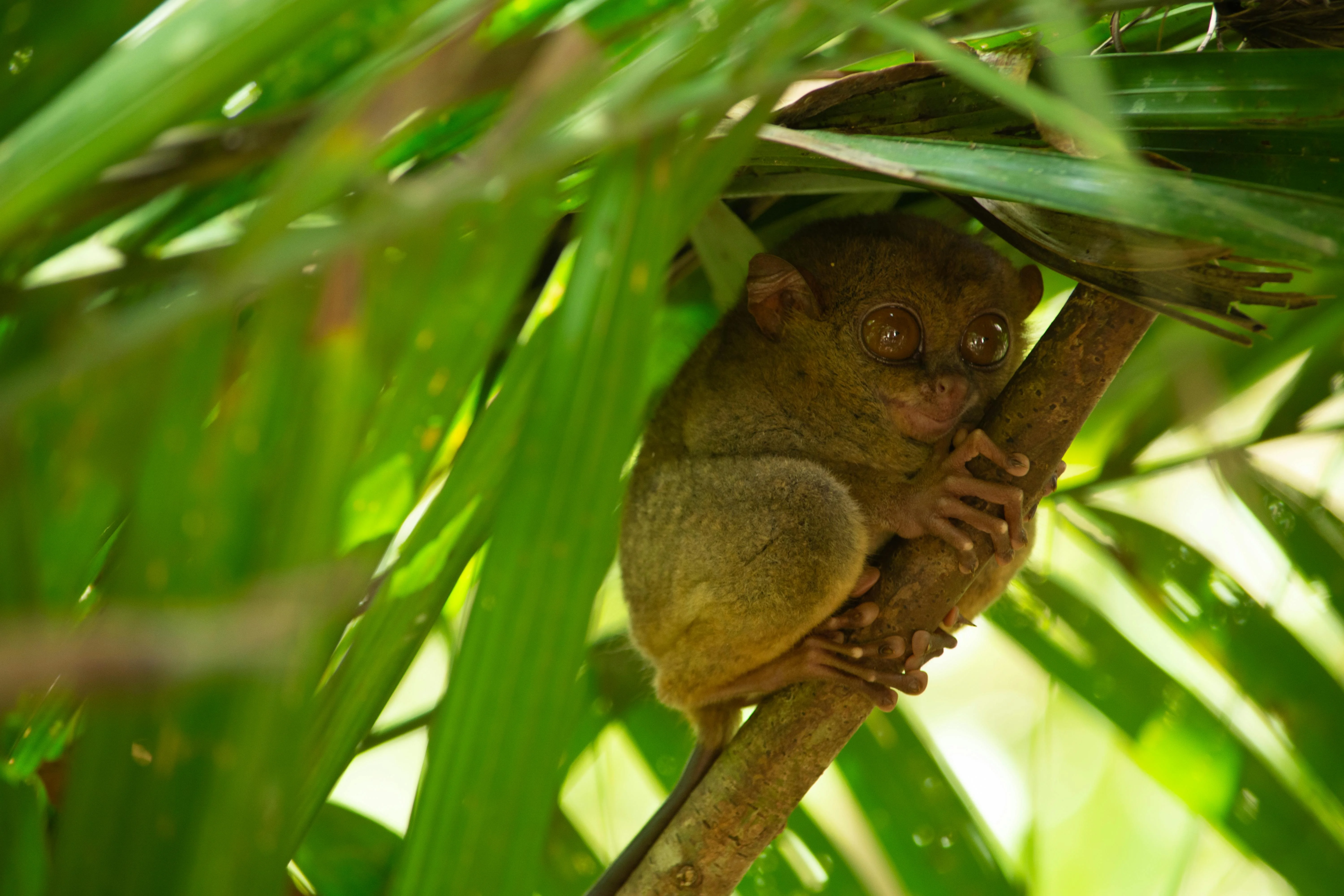 Earth-Friendly Escapades: The Rise of Green Tourism in Bohol Image 3