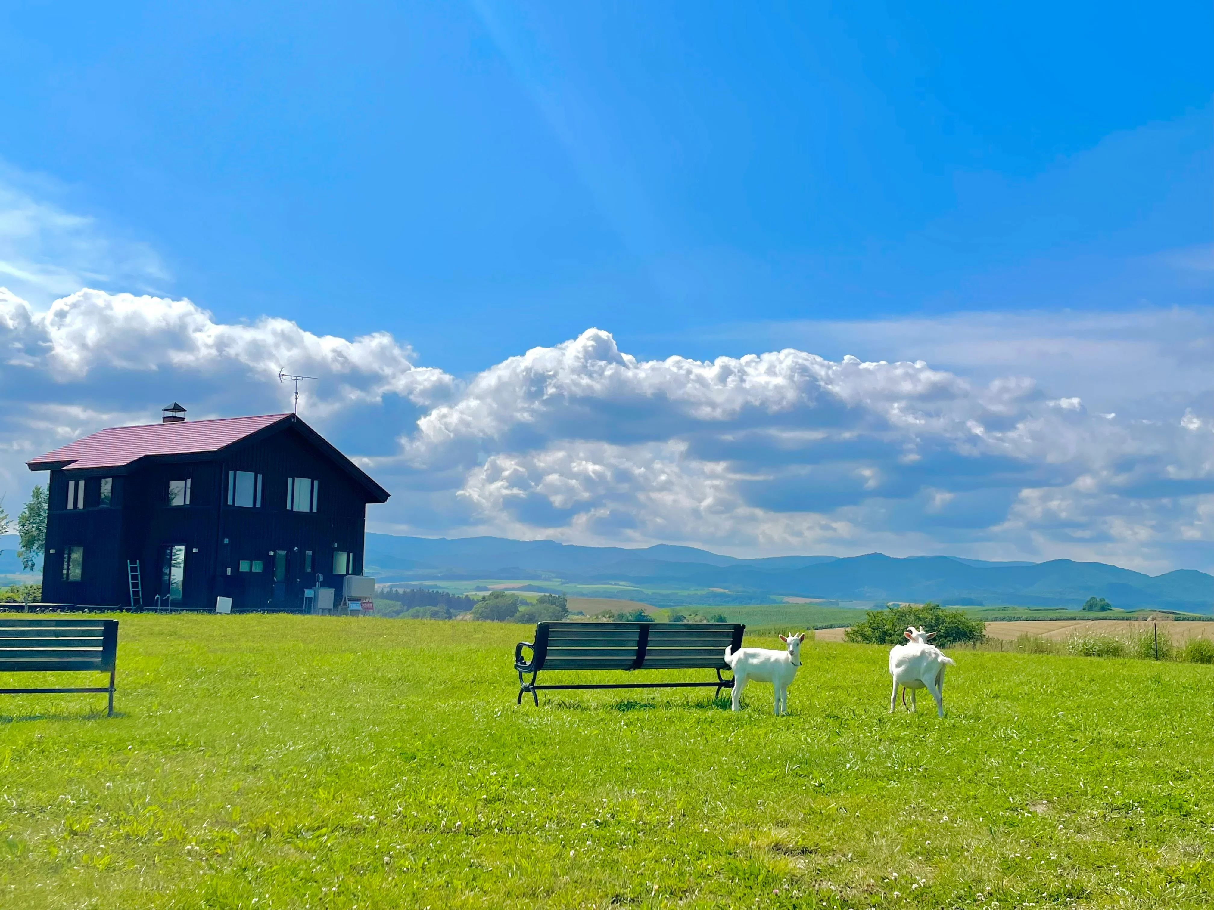 Harvesting Experience: Backpacker Volunteering on Hokkaido's Farms