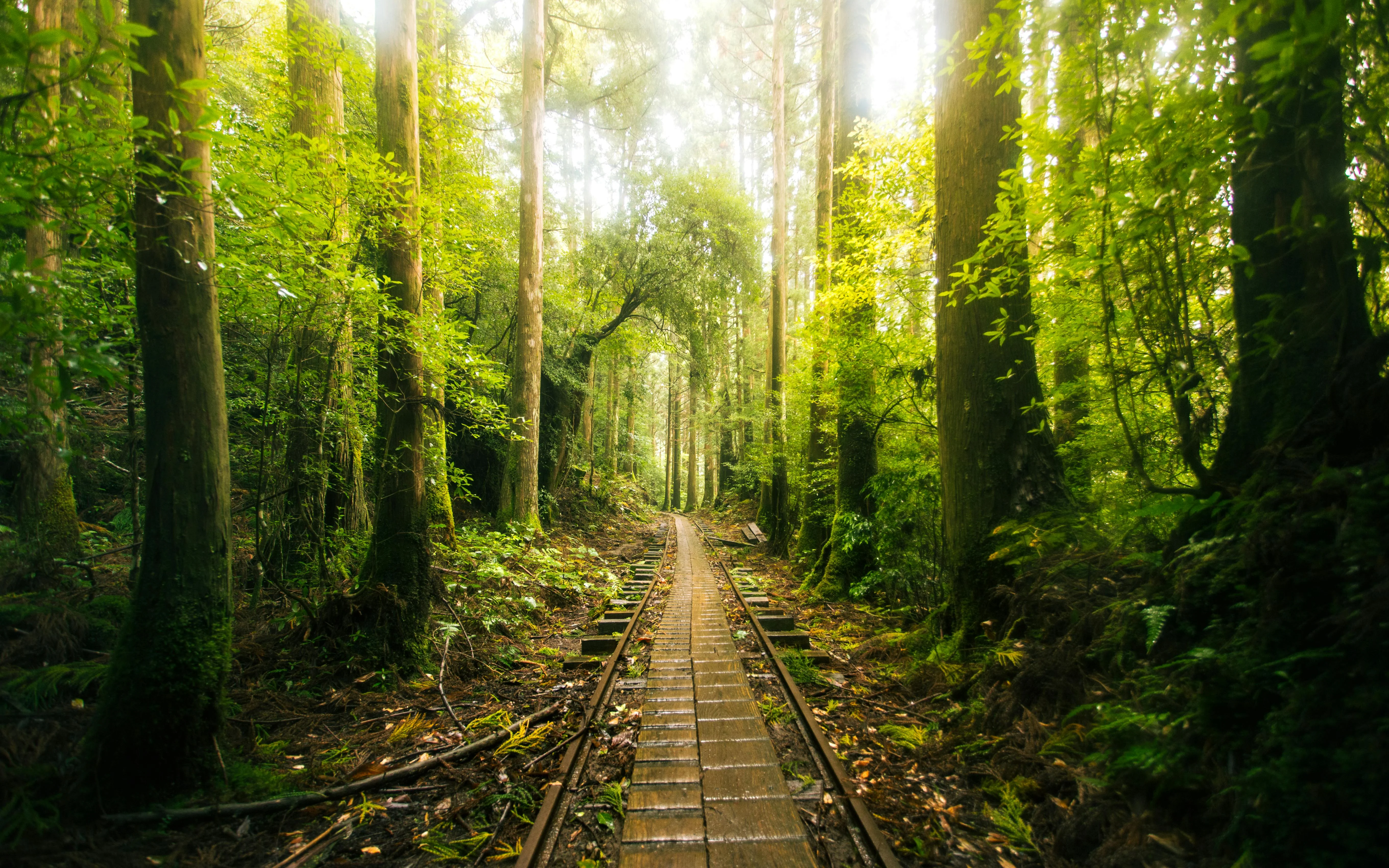 Where the Mountains Call: Hiking Paths Less Traveled by in Hiroshima Image 3