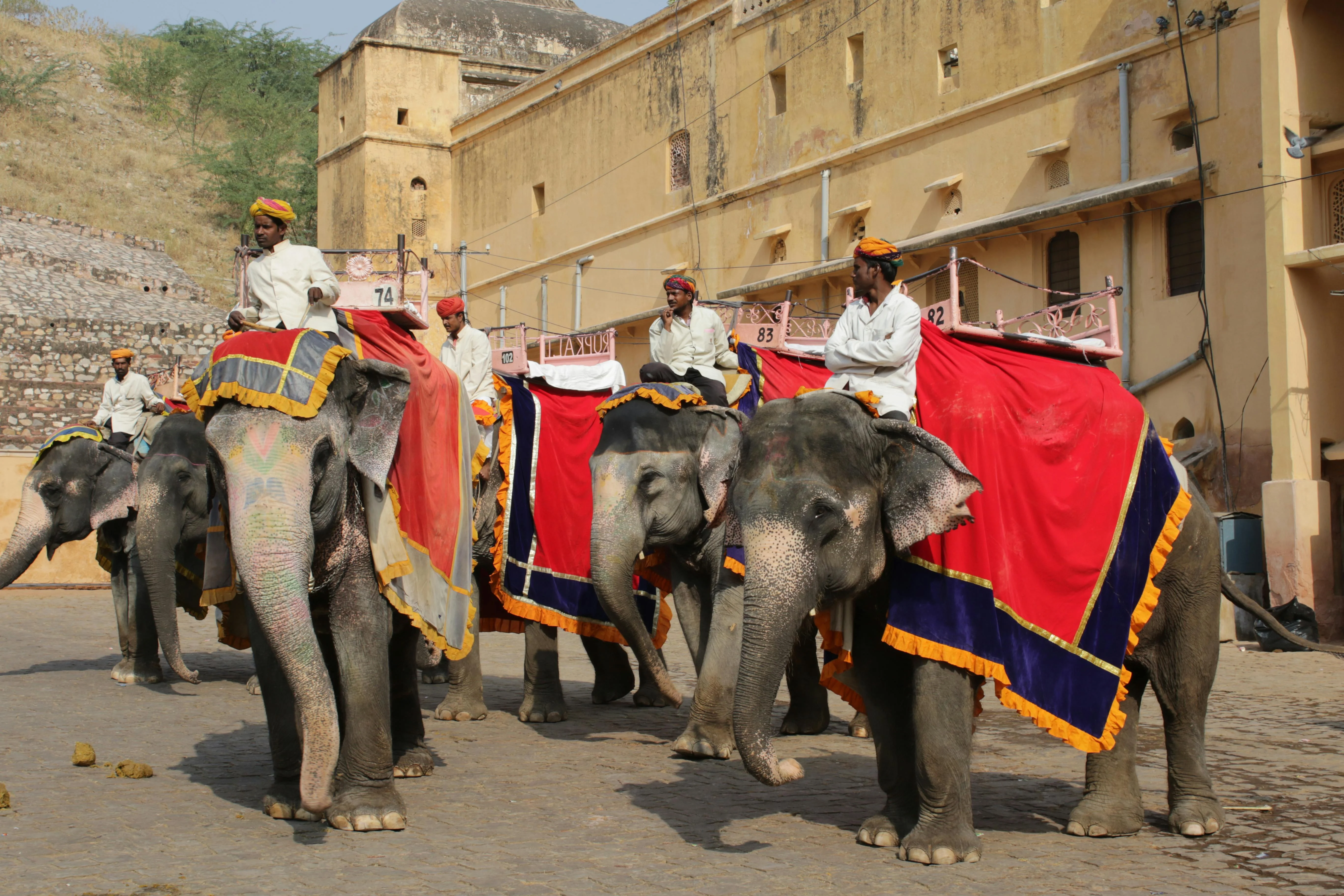 Solo and Pet-Ready: Must-Have Essentials for Exploring Jaipur Image 3