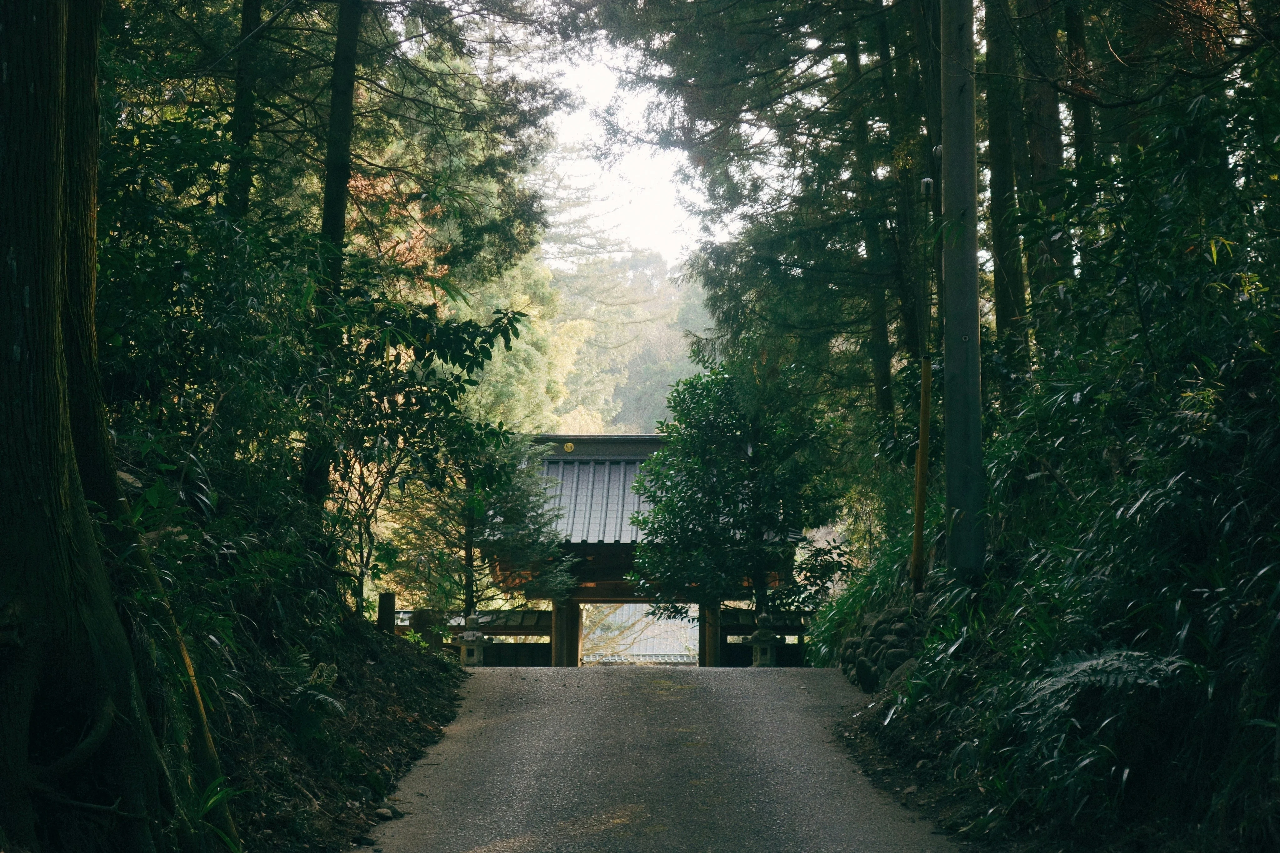 Forest Fantasies: Budget Nature Walks Through Tottori's Woodlands