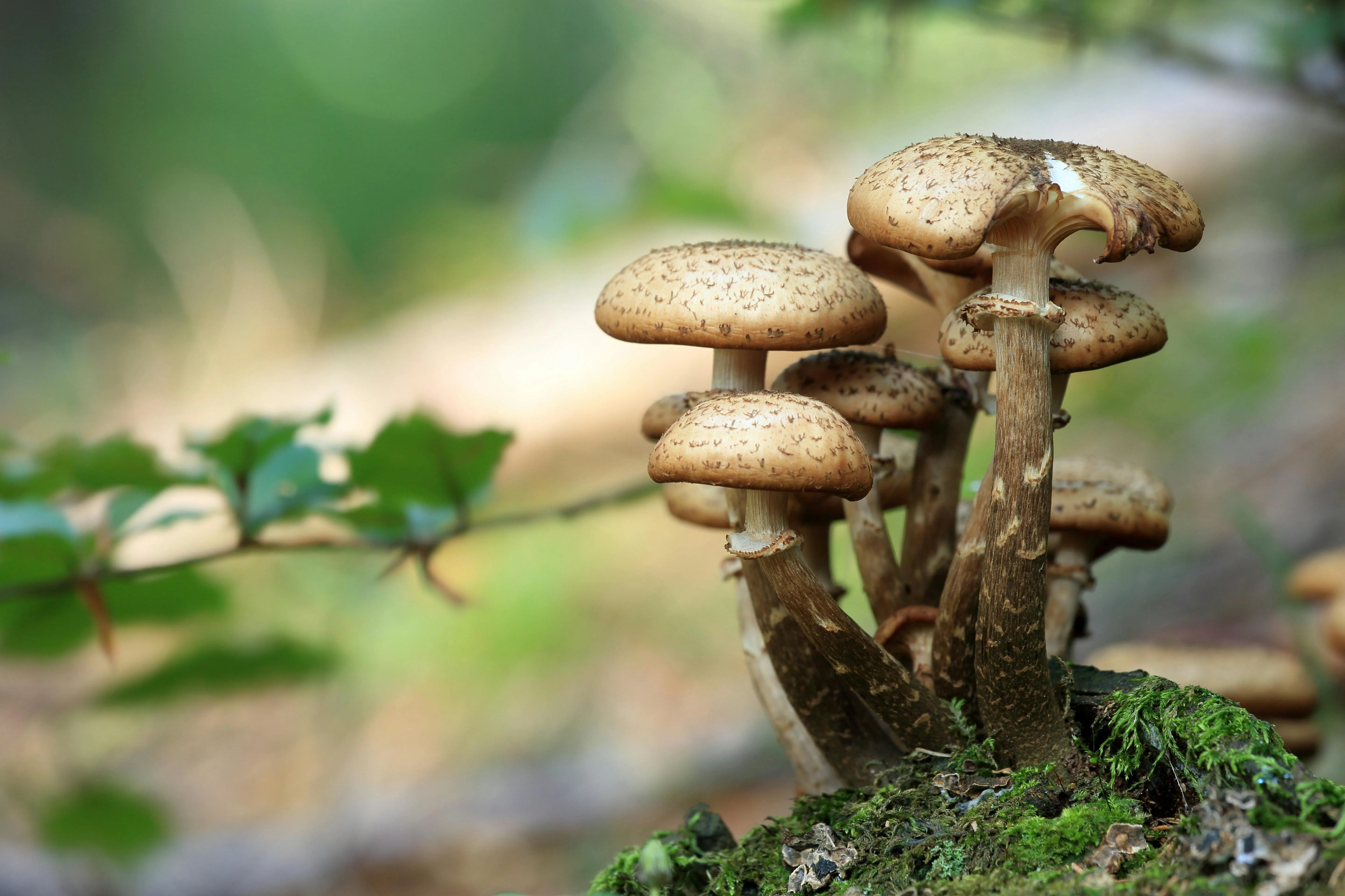 Culinary Flavors of the Forest: Wild Herbs and Mushrooms of Himeji Image 2