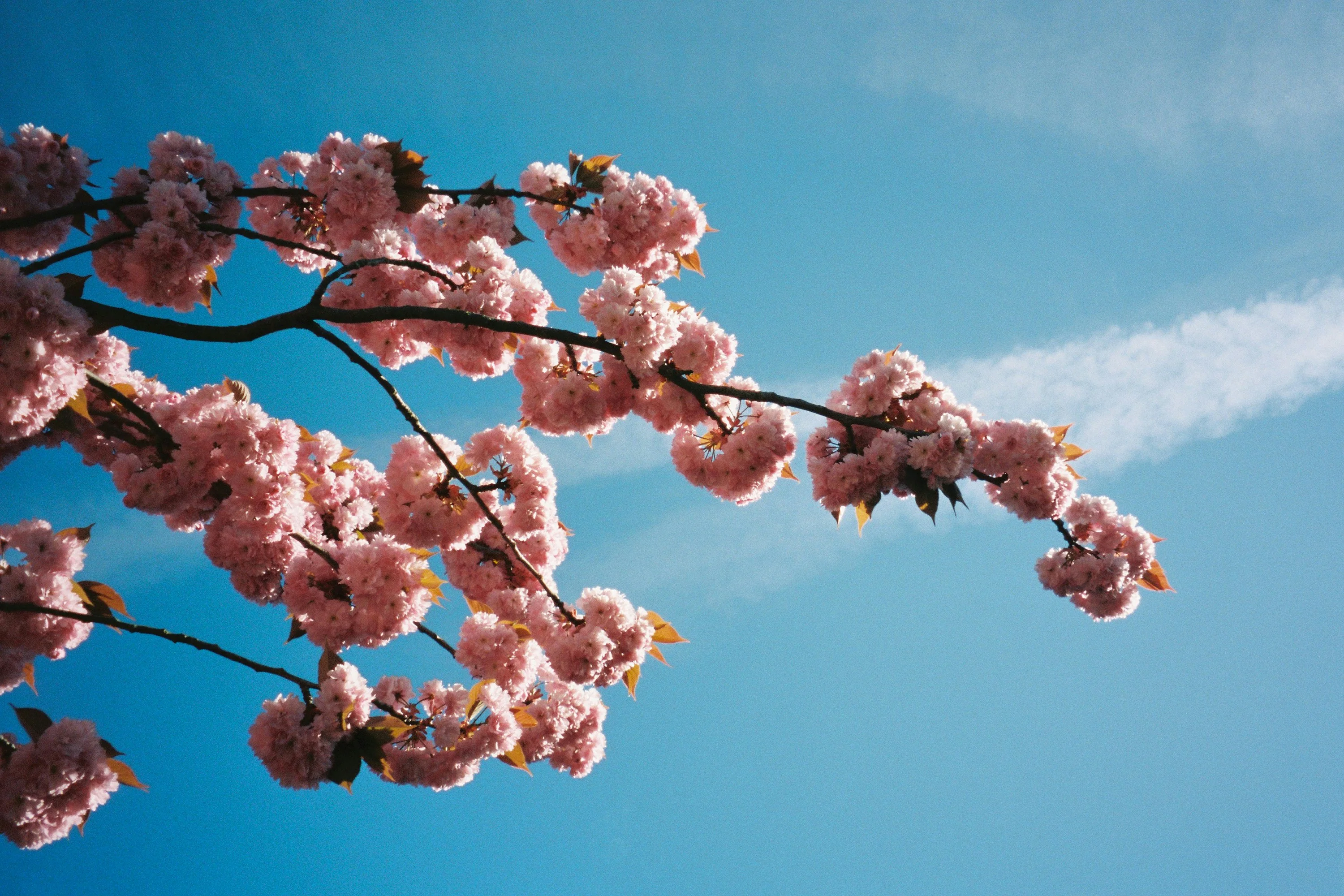 Linguistic Tips for Navigating Kyoto's Seasonal Markets Image 2