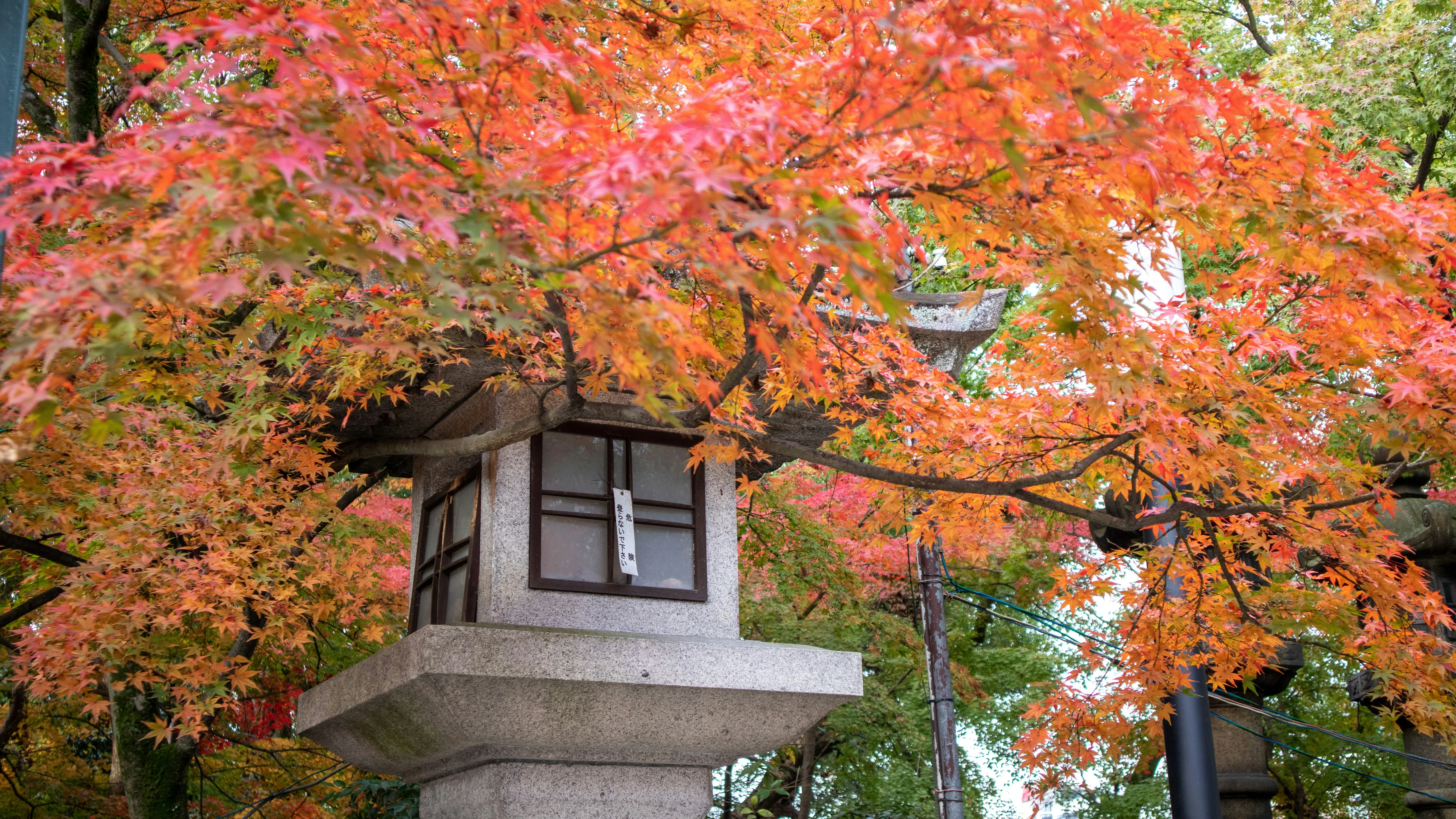 Linguistic Tips for Navigating Kyoto's Seasonal Markets