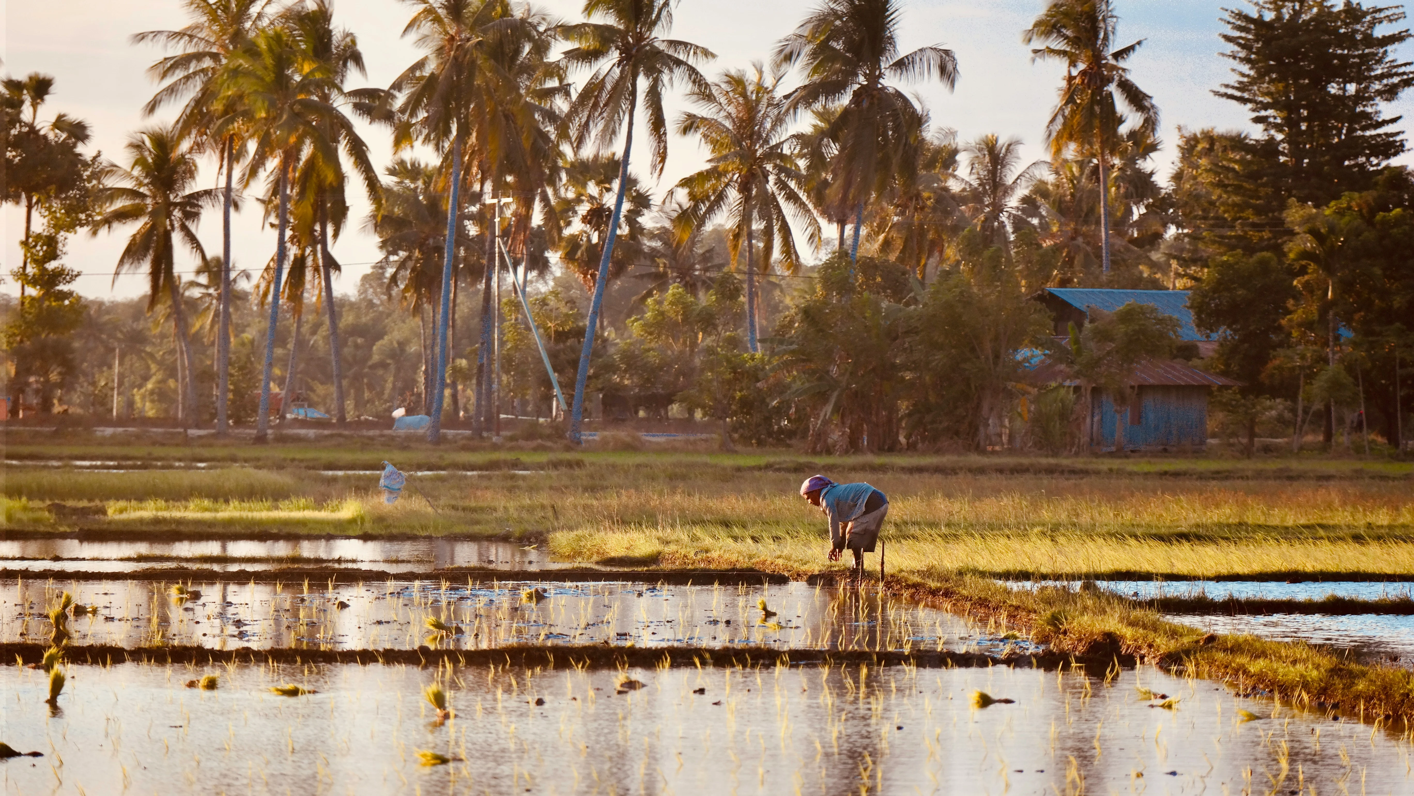 Indigenous Wisdom: Sustainable Agricultural Practices in Sumba Image 1