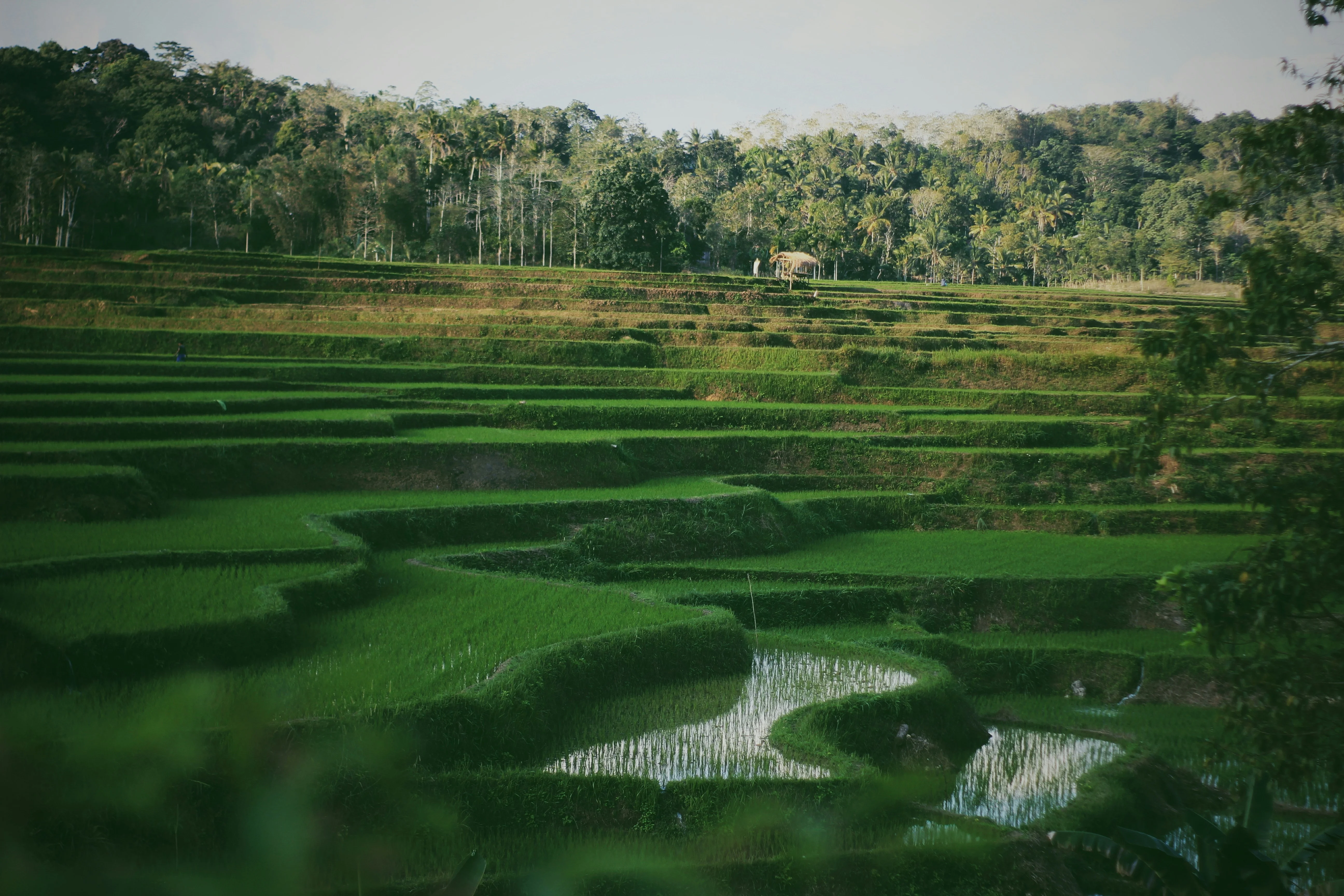 Indigenous Wisdom: Sustainable Agricultural Practices in Sumba