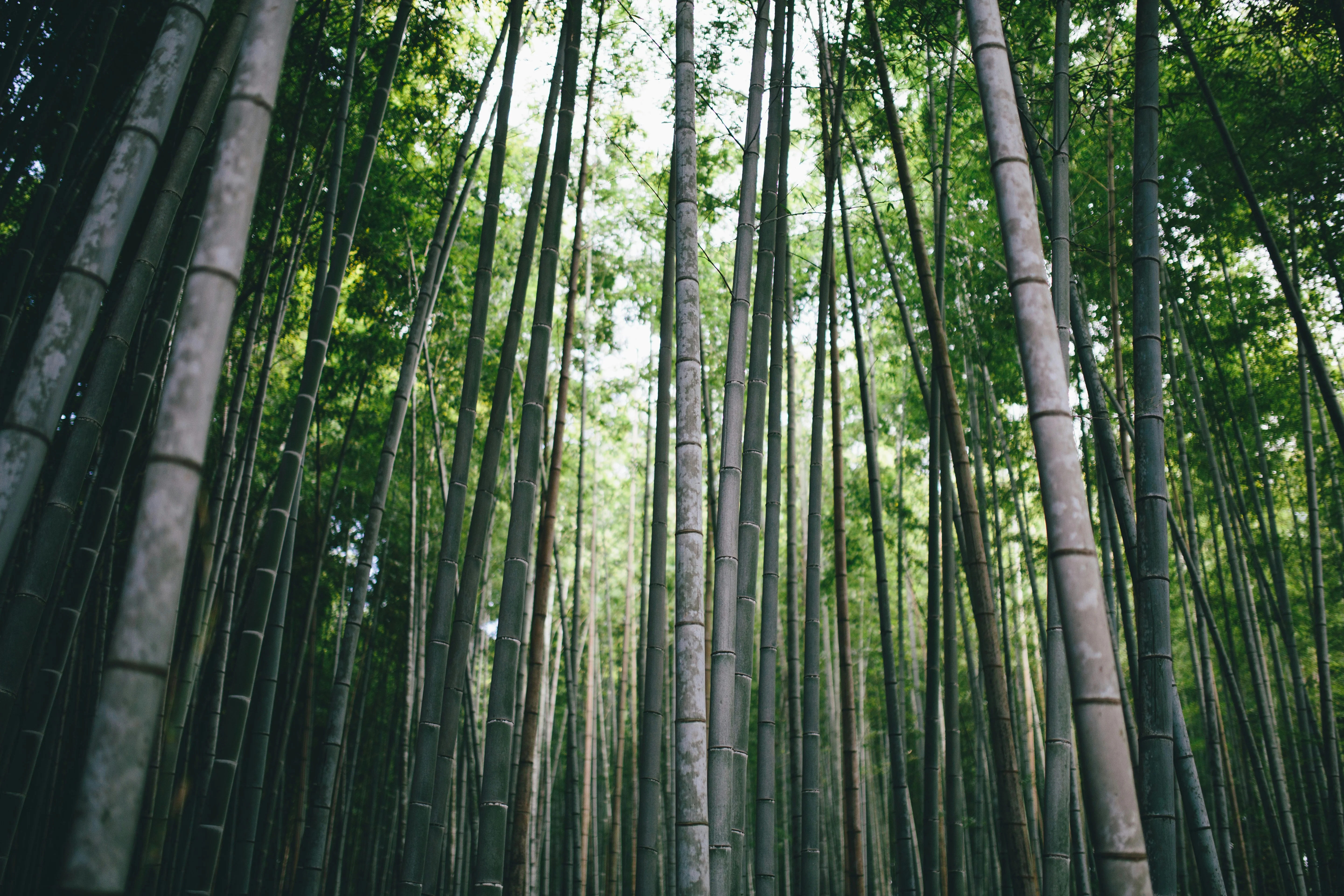 Exploring Kyoto's Gardens: A Language Lesson in Nature Image 2