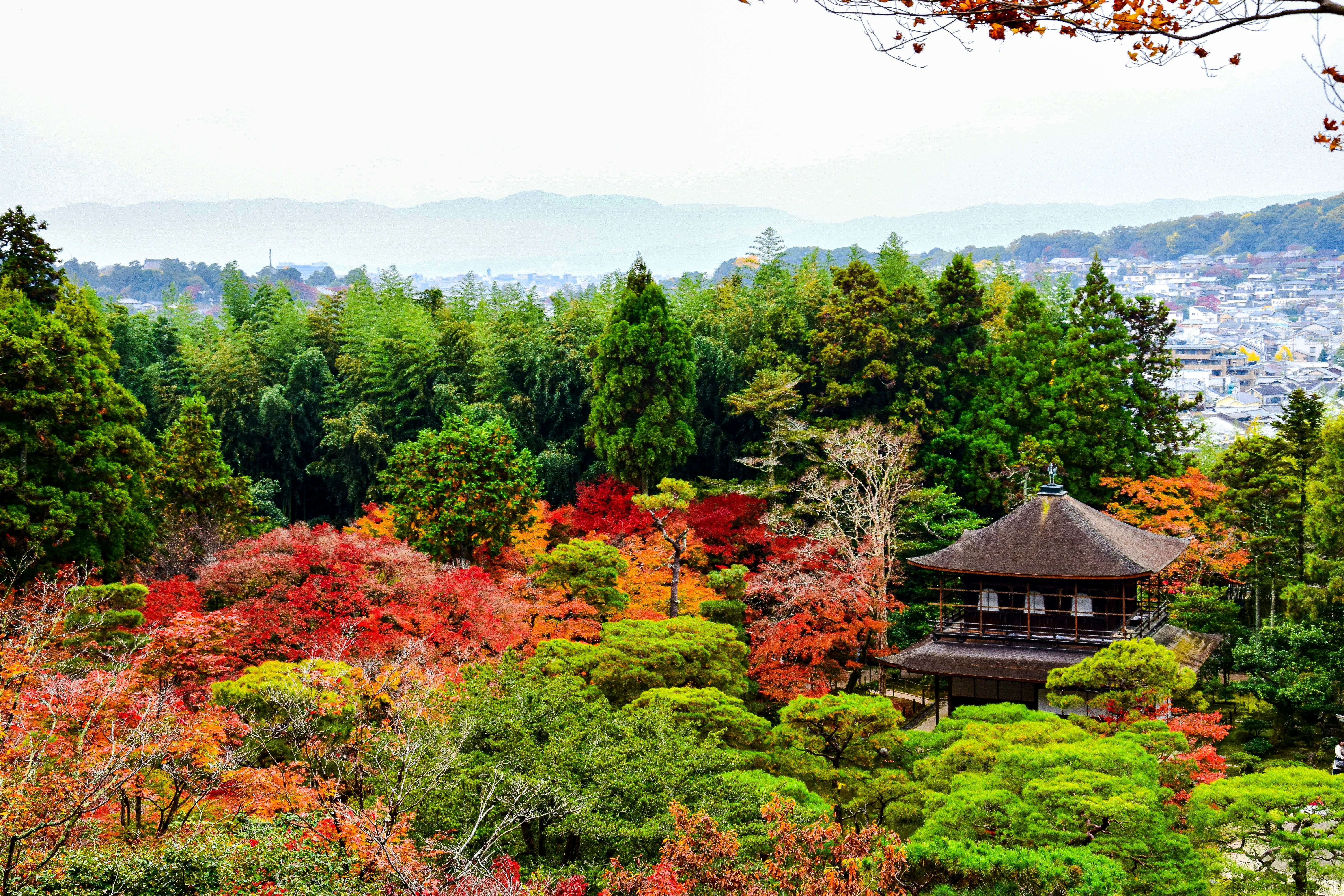 Exploring Kyoto's Gardens: A Language Lesson in Nature