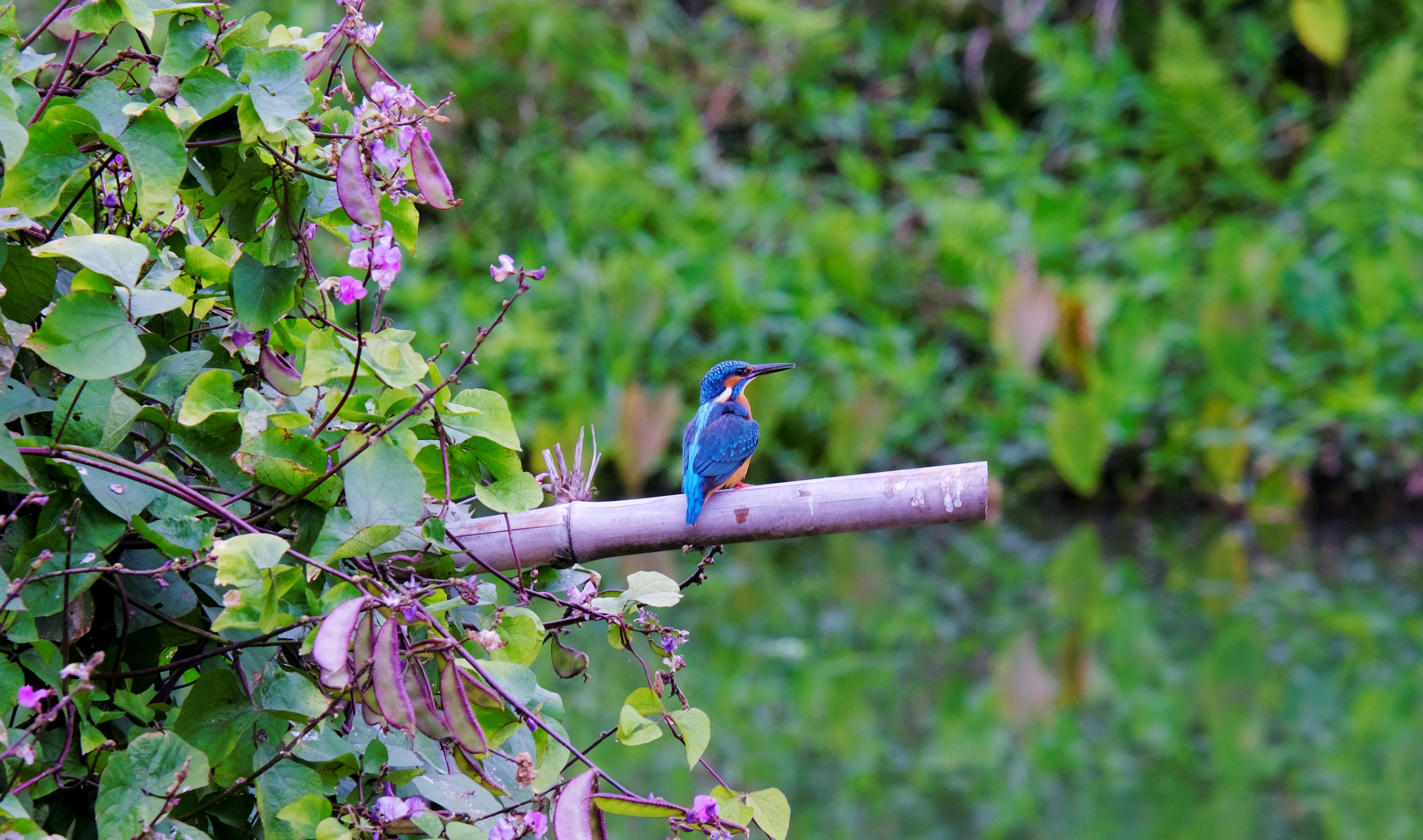 Fukuoka's Birdsongs: Mastering the Art of Avian Communication Image 2