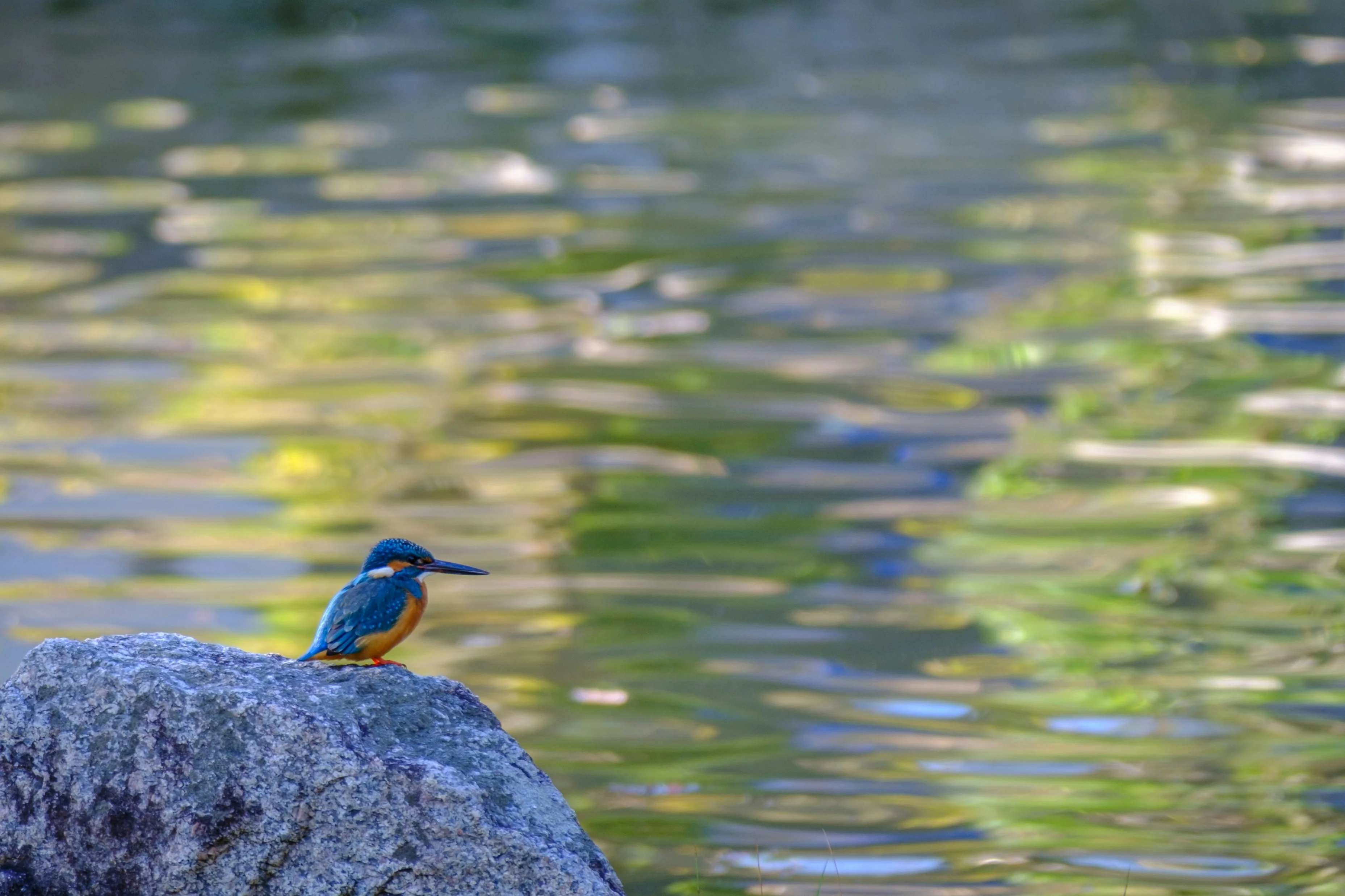 Fukuoka's Birdsongs: Mastering the Art of Avian Communication