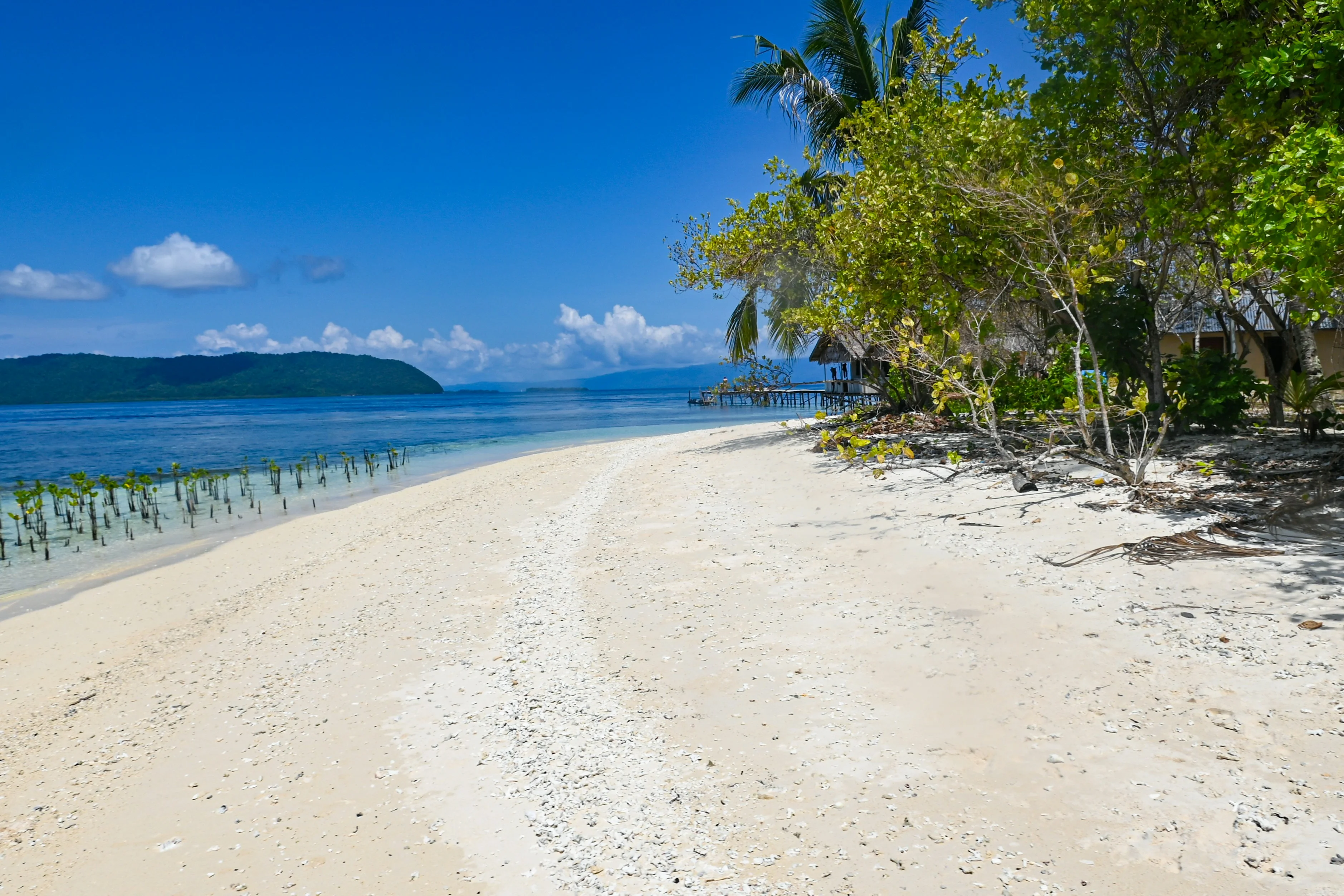 Delving into the Deep: Eco-Conscious Diving Adventures in Raja Ampat