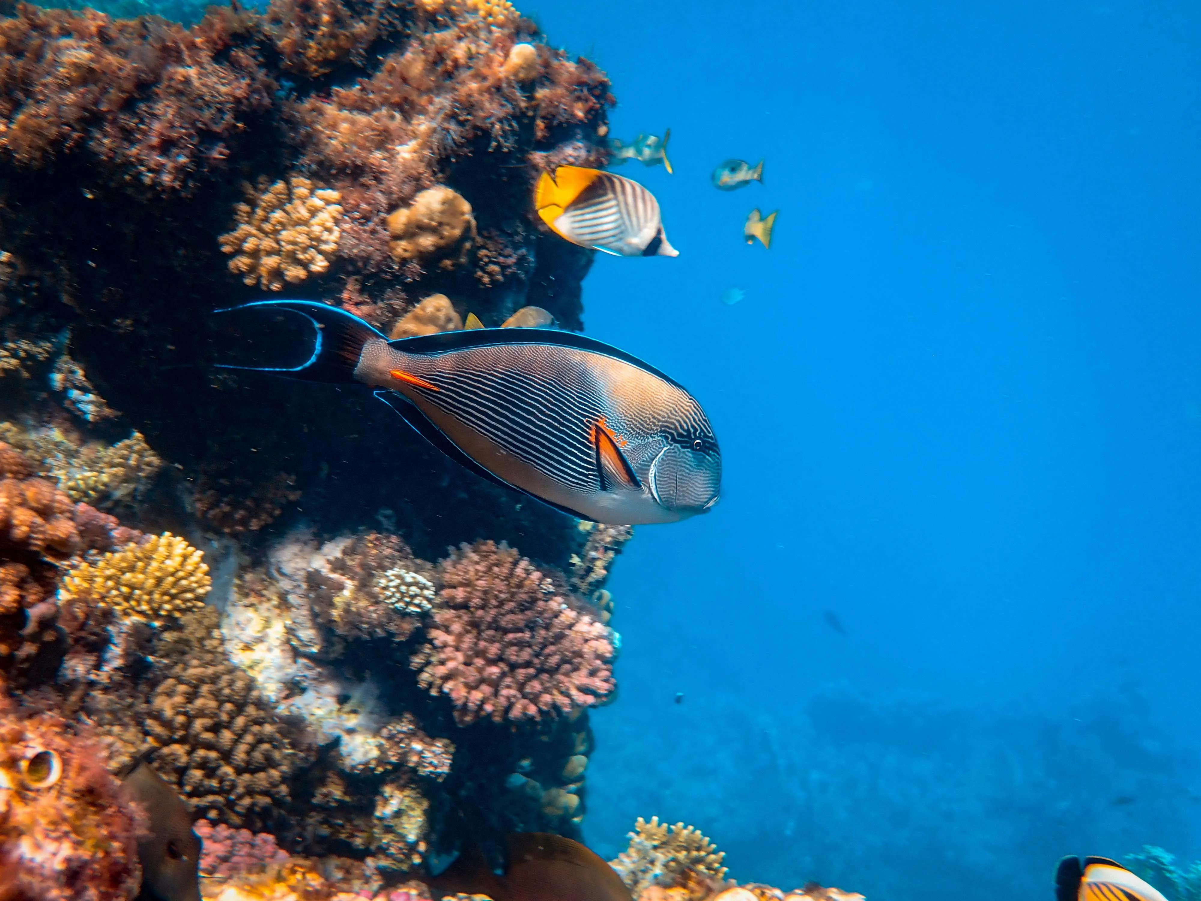 Riding the Ecological Balance in Bohol's Marine Sanctuary Adventures Image 1