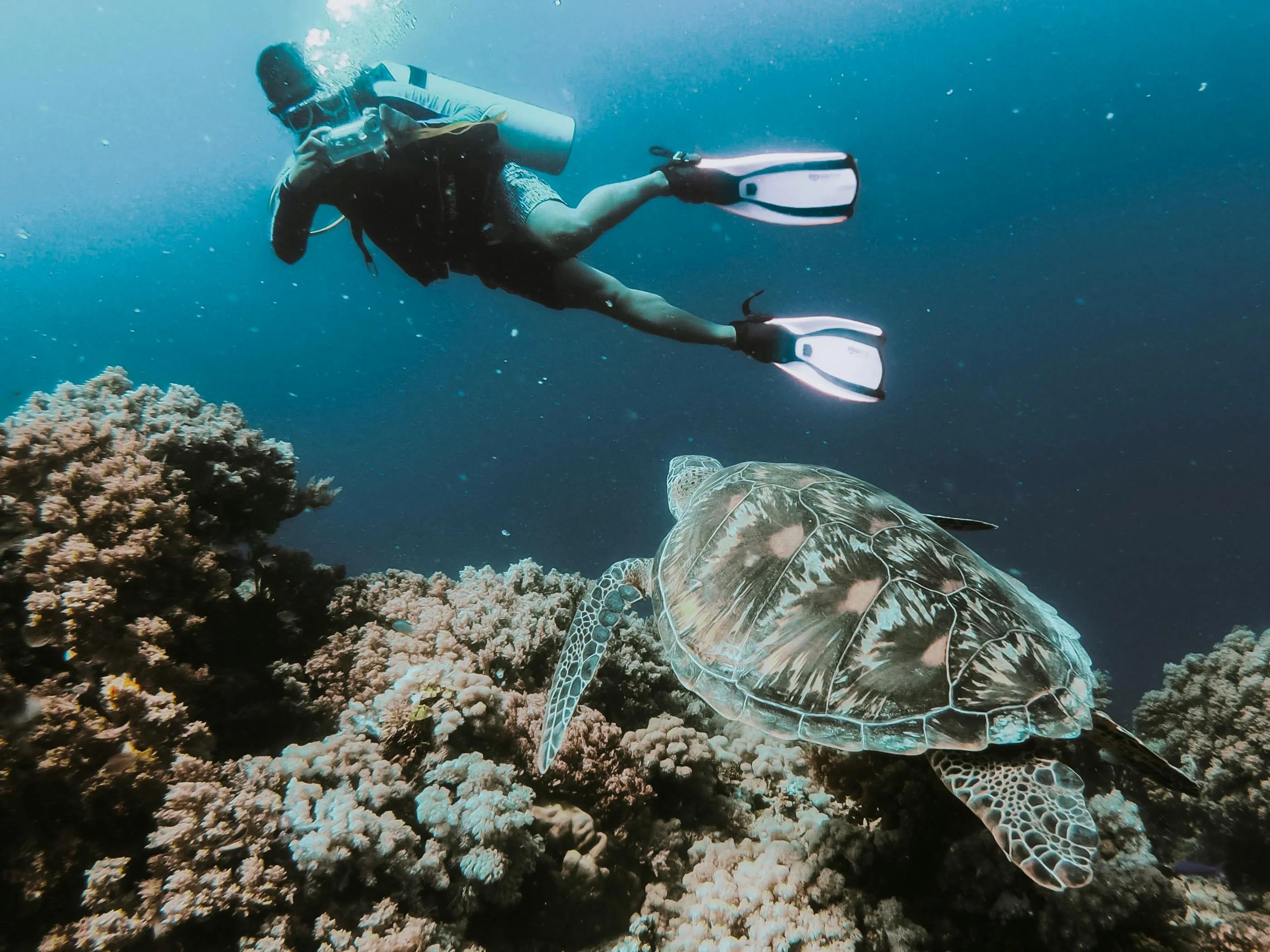 Riding the Ecological Balance in Bohol's Marine Sanctuary Adventures Image 2