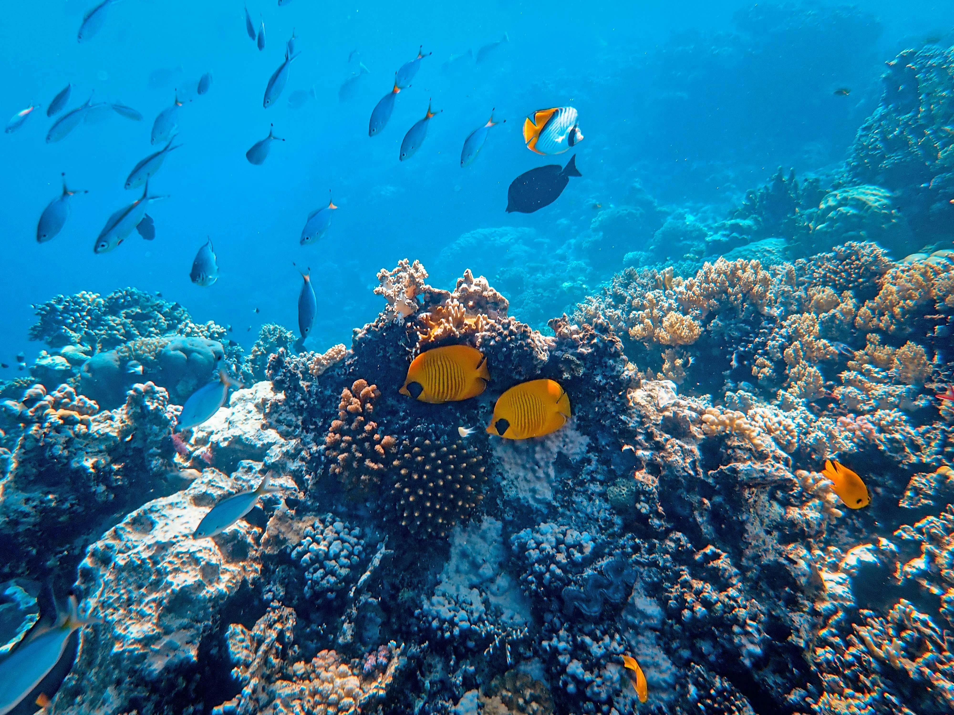 Riding the Ecological Balance in Bohol's Marine Sanctuary Adventures Image 3