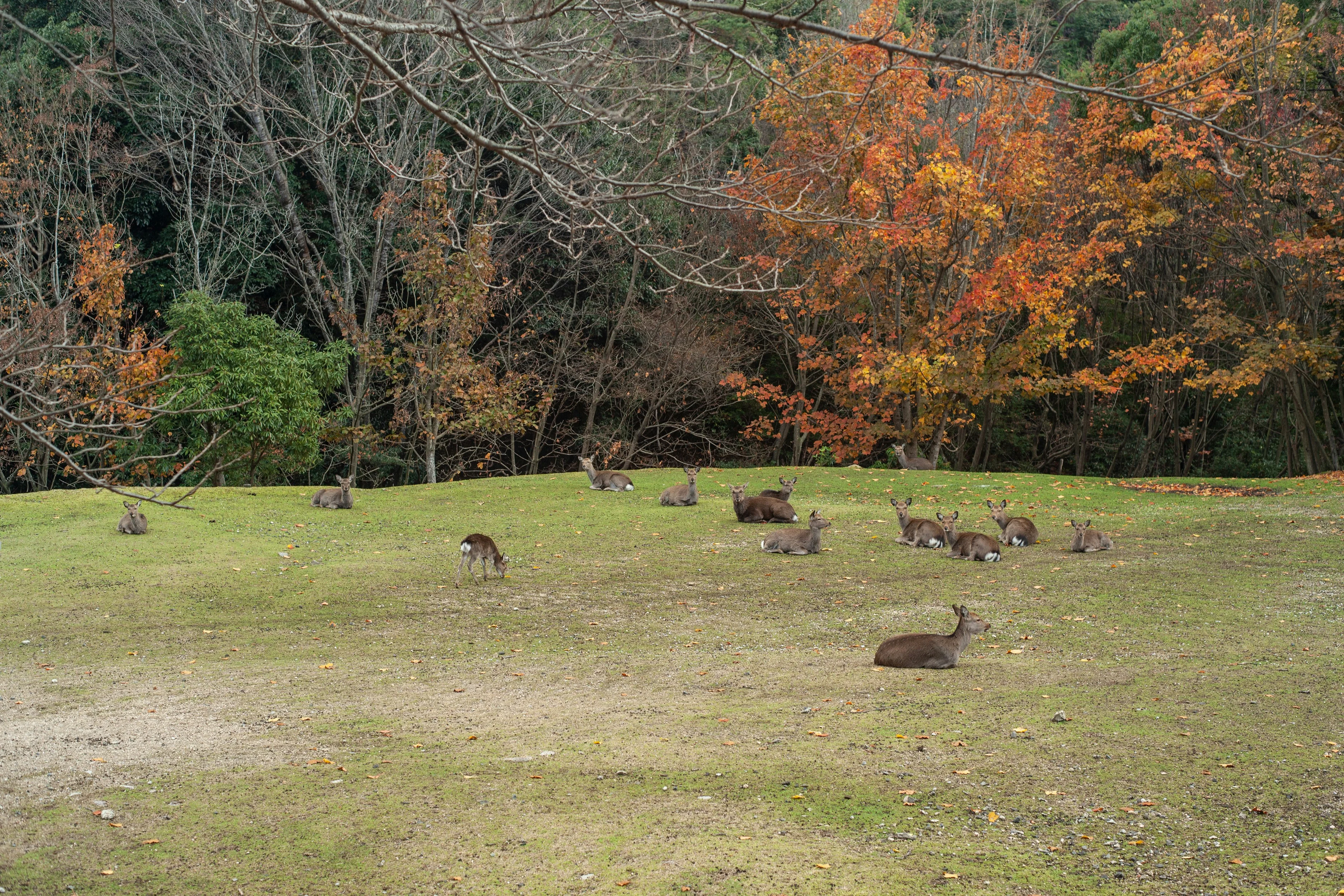 Healing Walks: Forest Bathing the Hiroshima Way Image 2