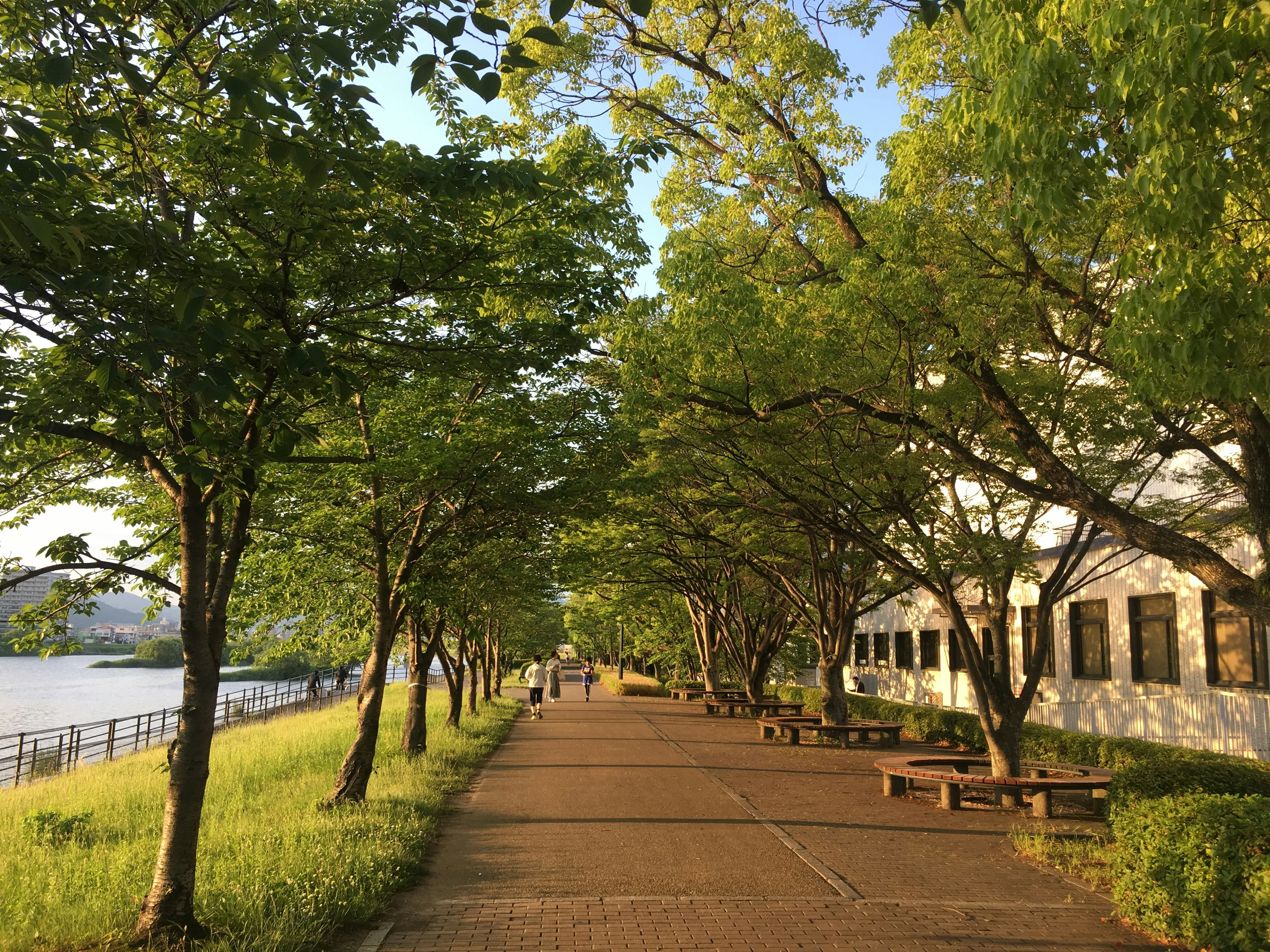 Healing Walks: Forest Bathing the Hiroshima Way Image 3