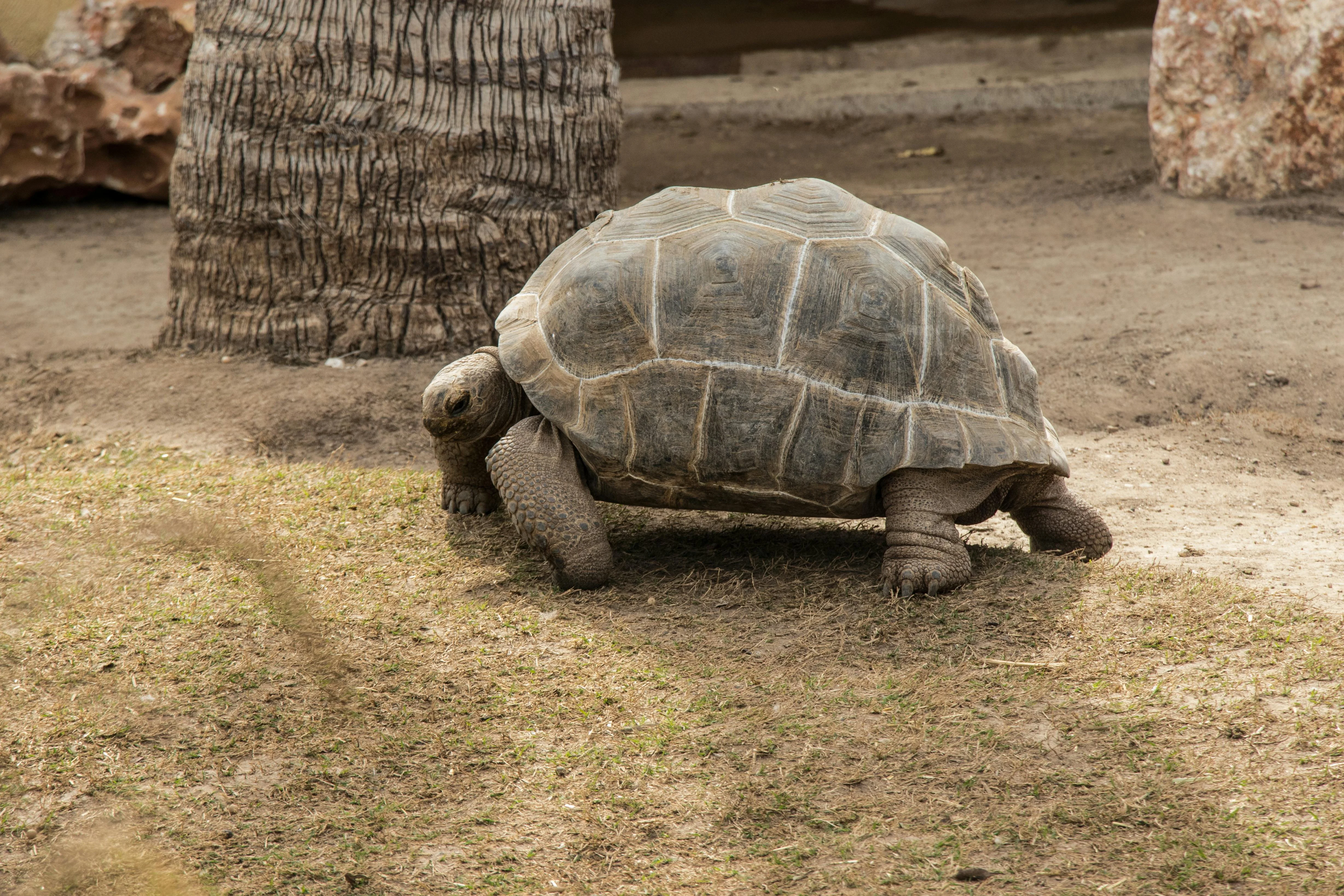 Turtle Walks and Elephant Rides: Ethical Wildlife Interactions in Jaipur for Solo Pet Travelers Image 1