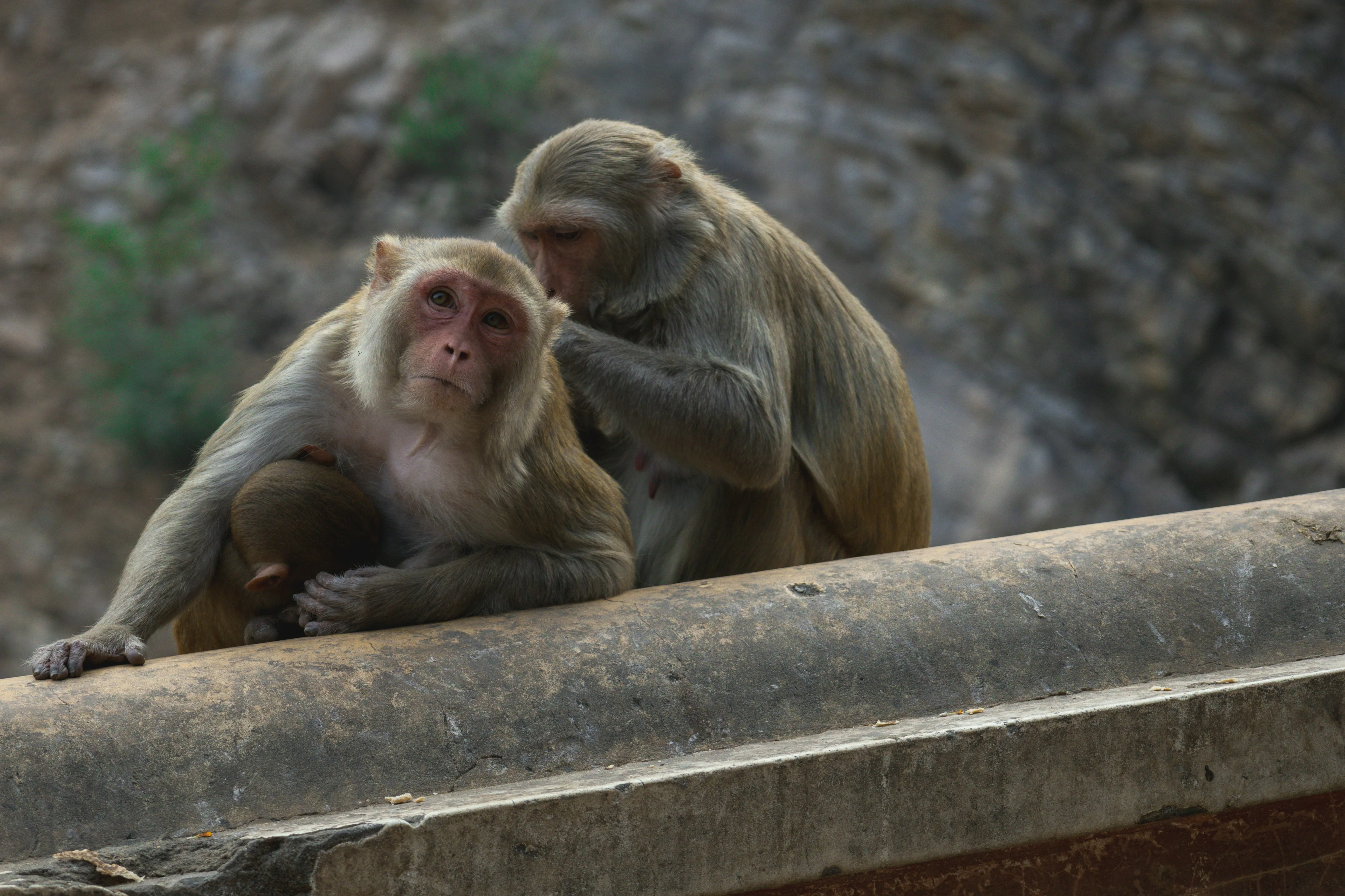 Turtle Walks and Elephant Rides: Ethical Wildlife Interactions in Jaipur for Solo Pet Travelers Image 3