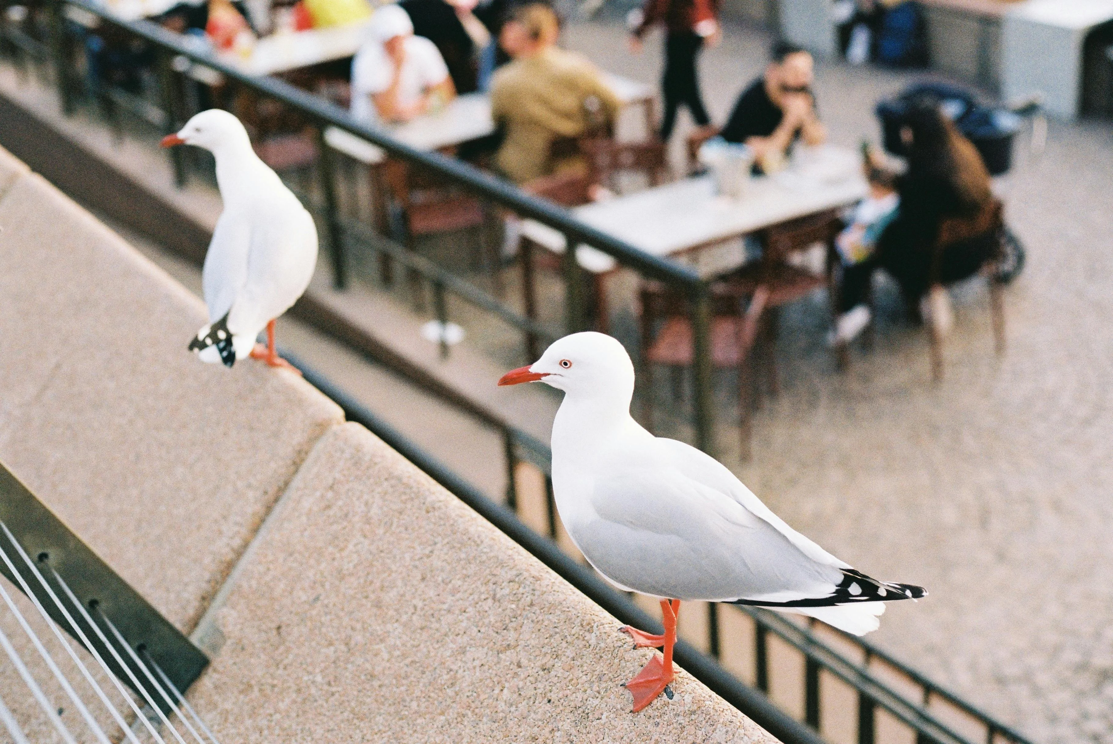 Nautical Nibbles: Tasting Sydney's Best Street Food from a Cruiser's POV Image 2