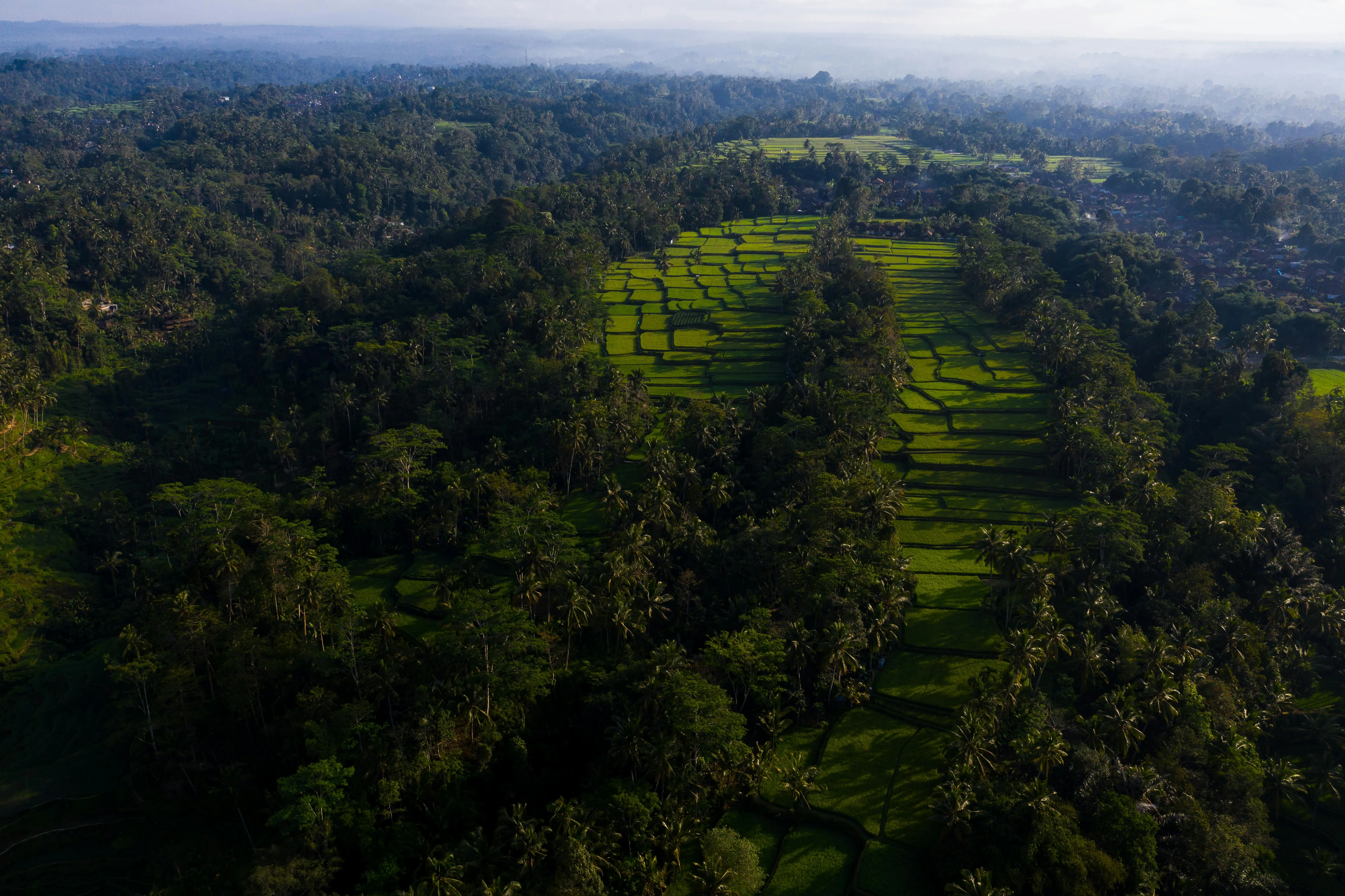 From Seed to Cup: Touring Eco-Friendly Coffee Plantations in Bali Image 2