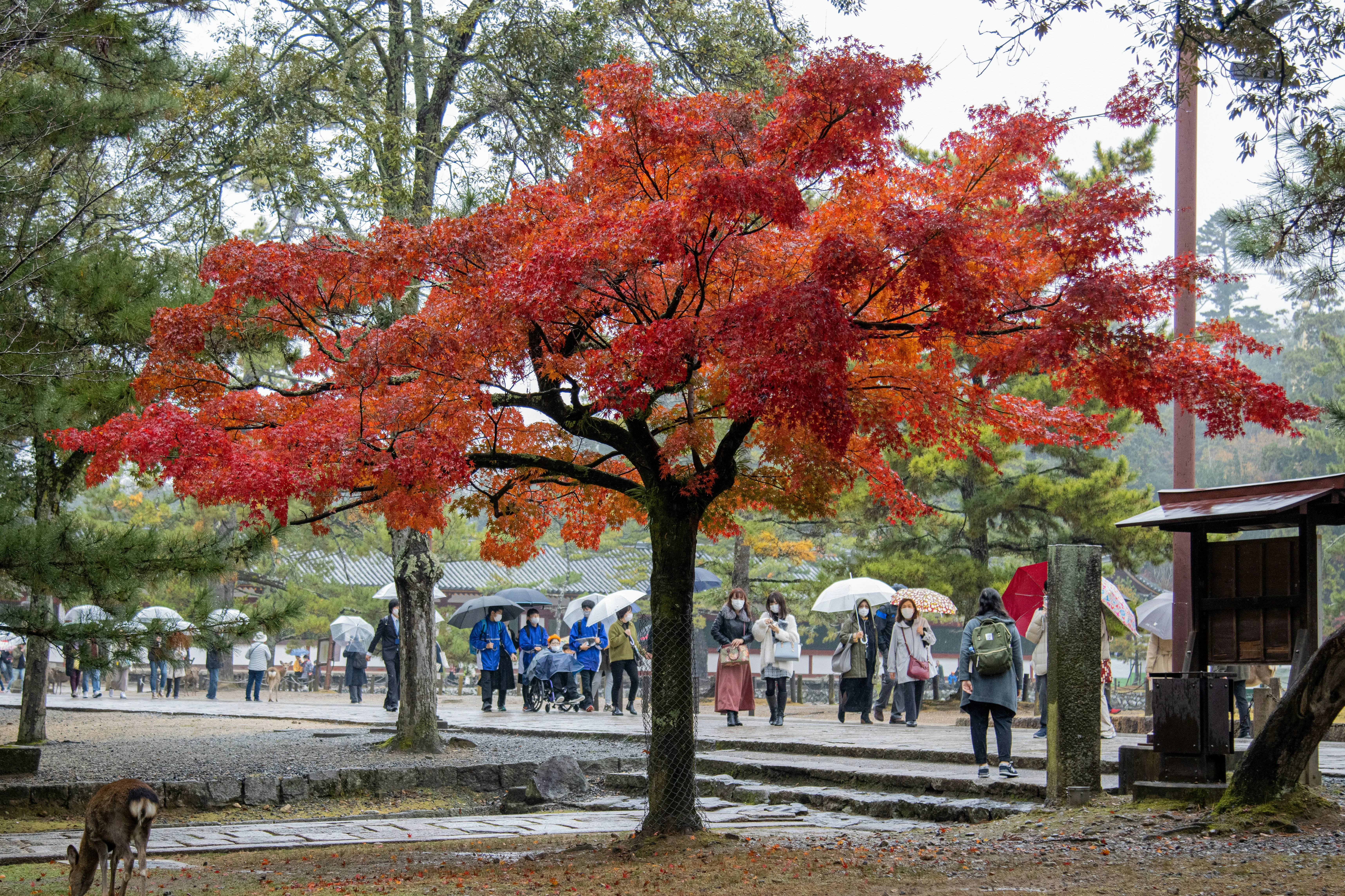 Timeless Beauty: Capture the Charm of Nara's Traditional Festivals