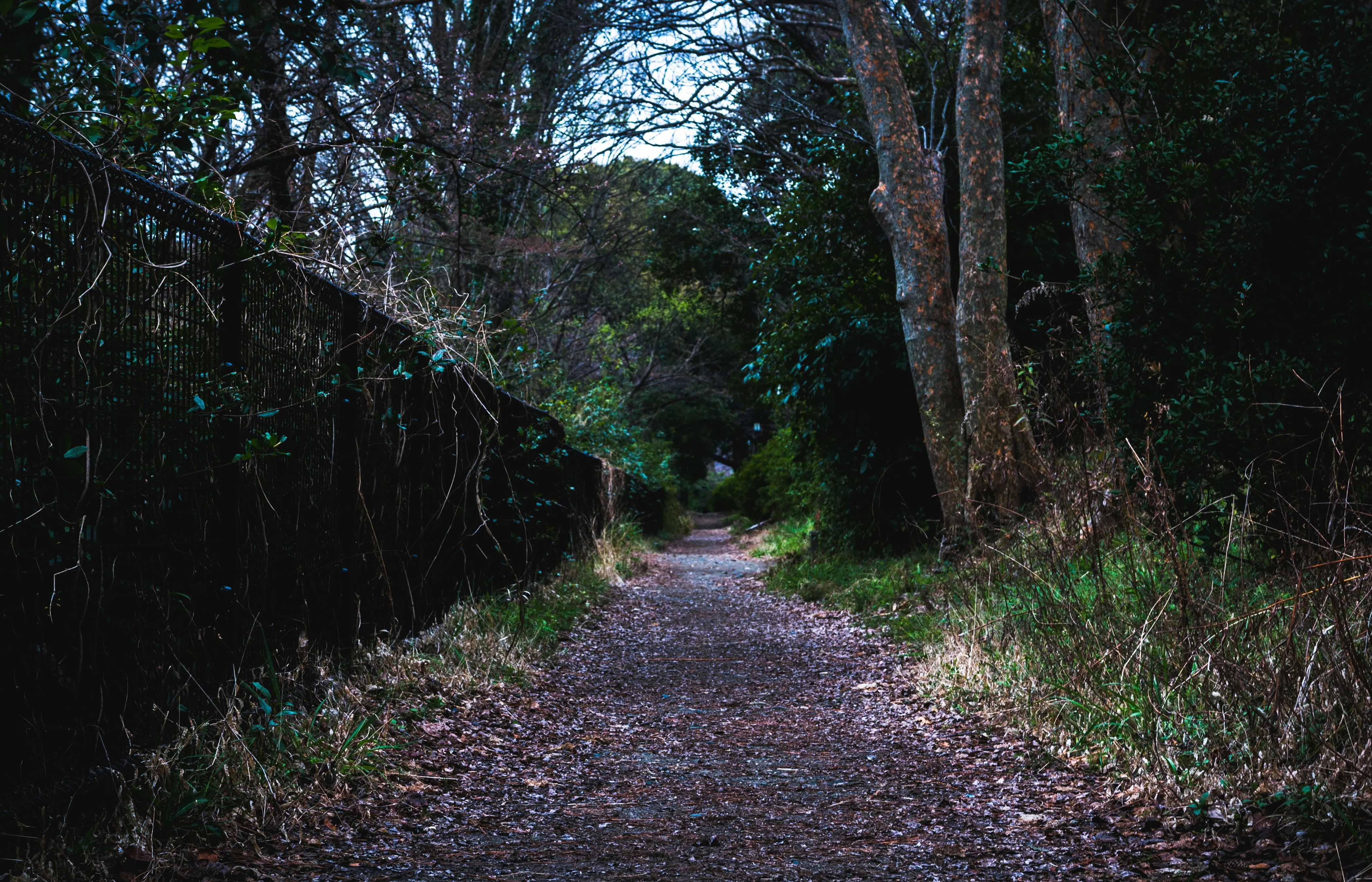 Hidden Treasures: Unexplored Hiking Trails of Osaka image 2