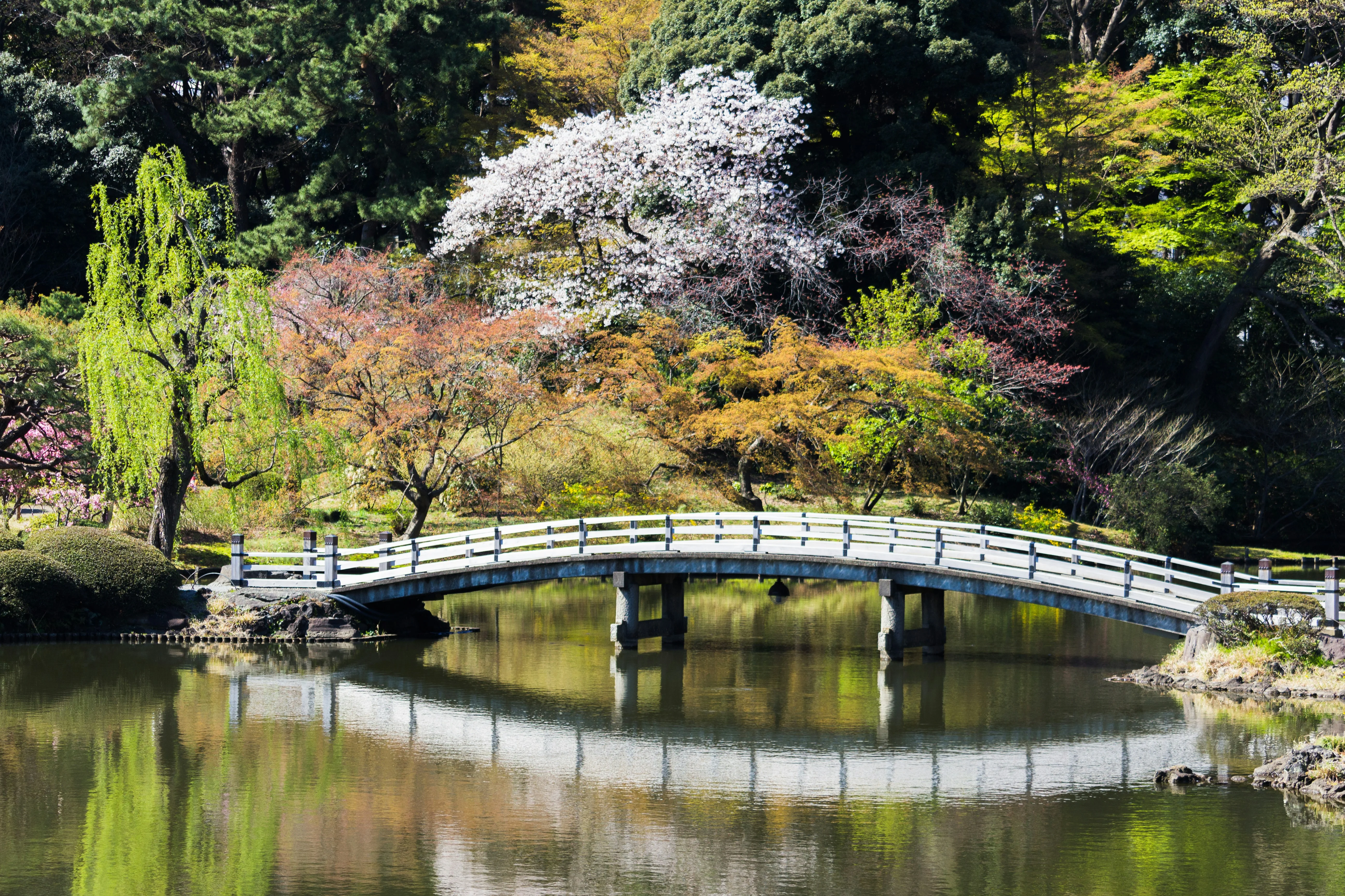 Finding Accessibility in Tranquility: Quiet Sanctuaries for Disabled Travelers in Japan's Bustling Capital Image 1