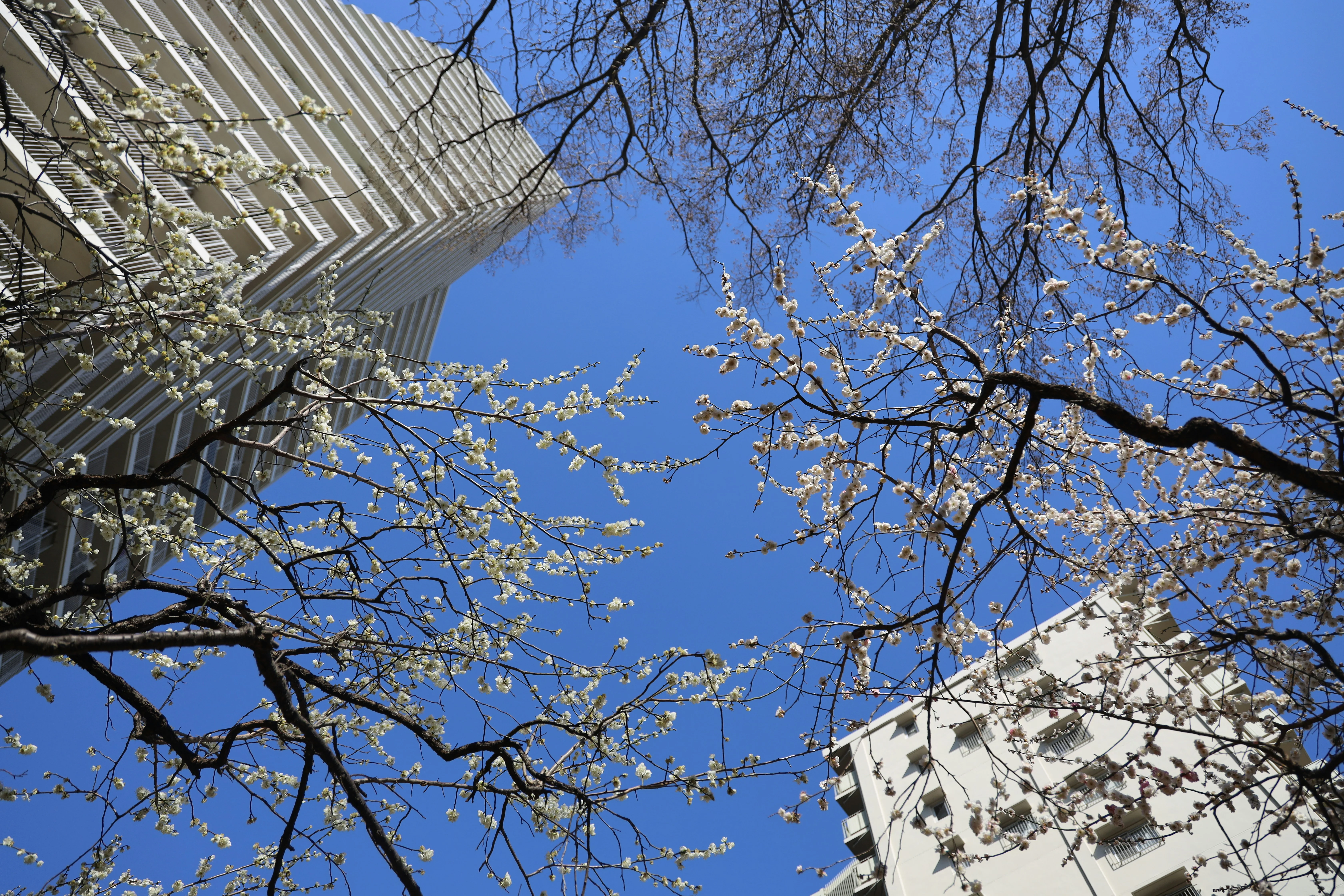 Finding Accessibility in Tranquility: Quiet Sanctuaries for Disabled Travelers in Japan's Bustling Capital