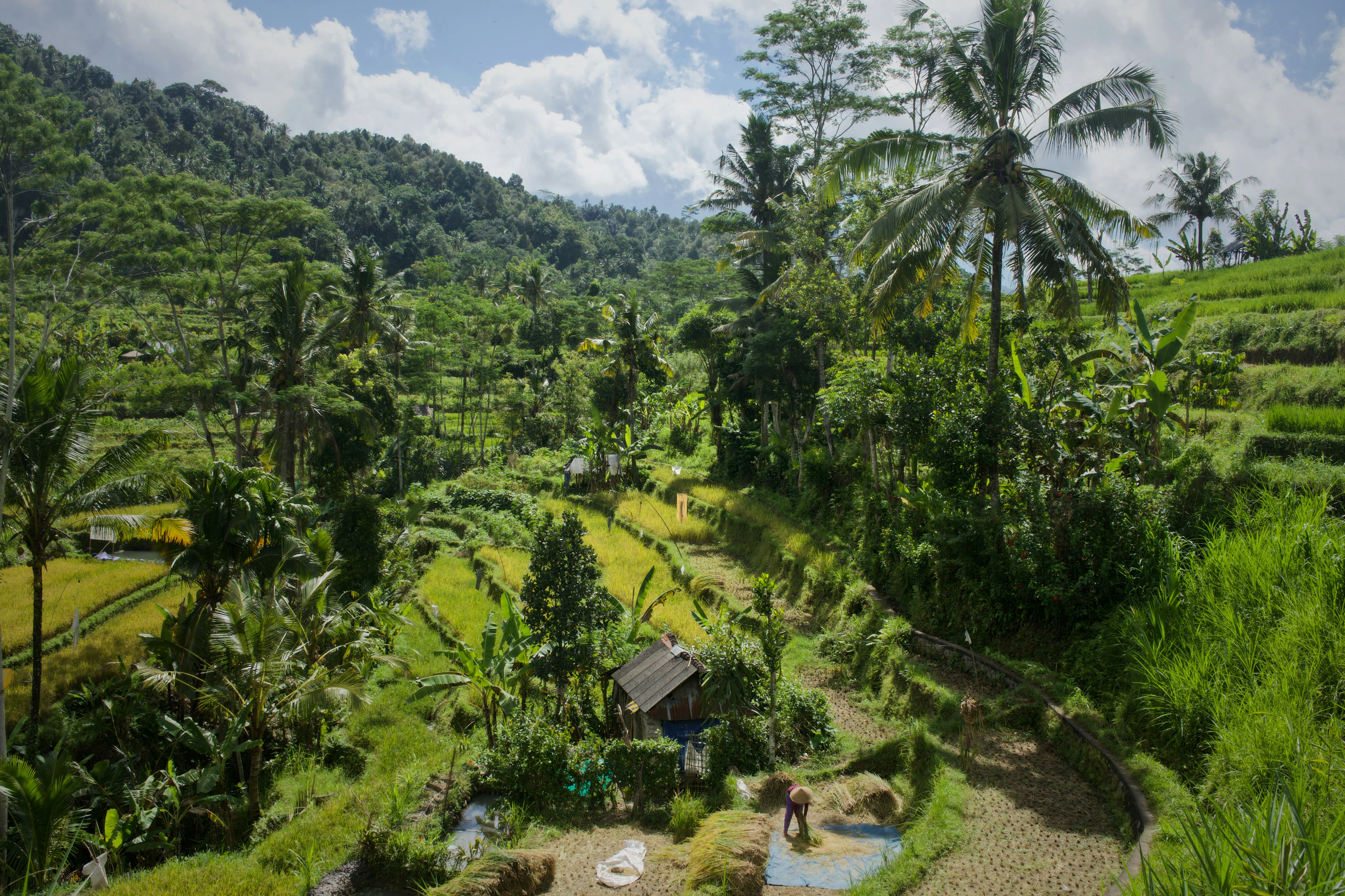 Uncover the Lesser-Known Eco-Trails of Bali's Stunning Wilderness image 2