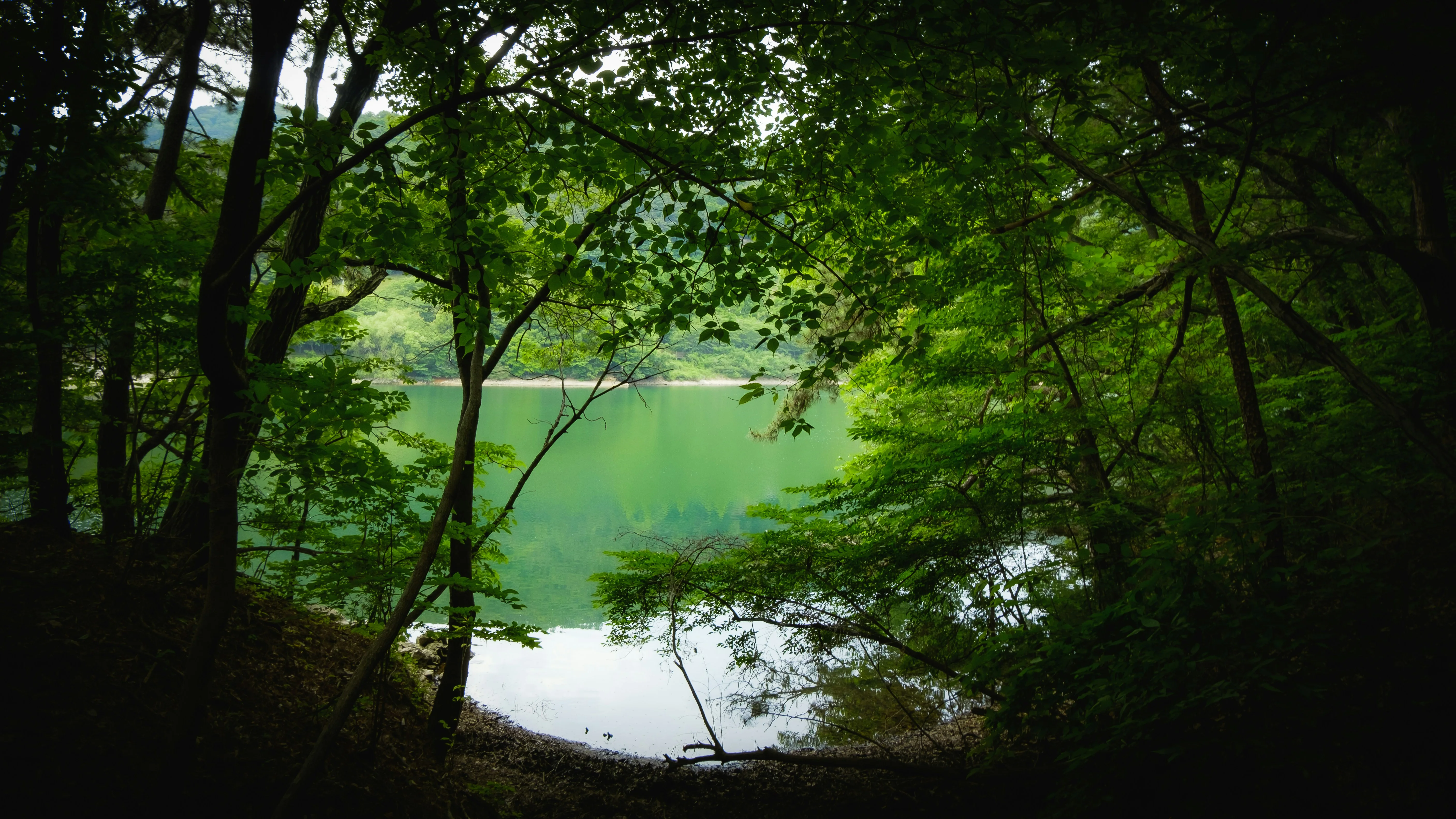 Hidden Havens: Accessible Nature Trails for All Abilities in Busan