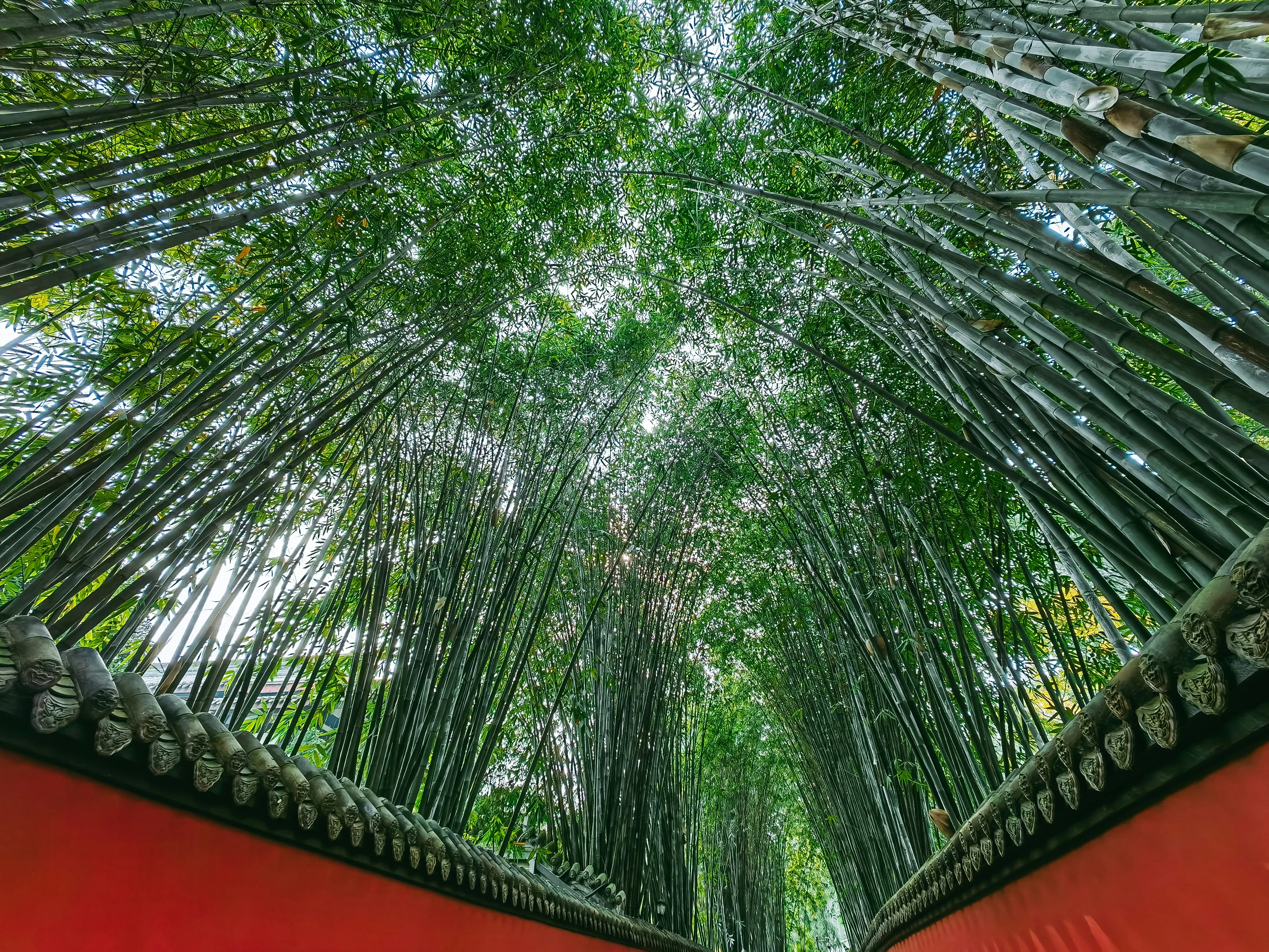 Venture into the Verdant Bamboo Forests: A Wildlife Enthusiast's Dream Image 1