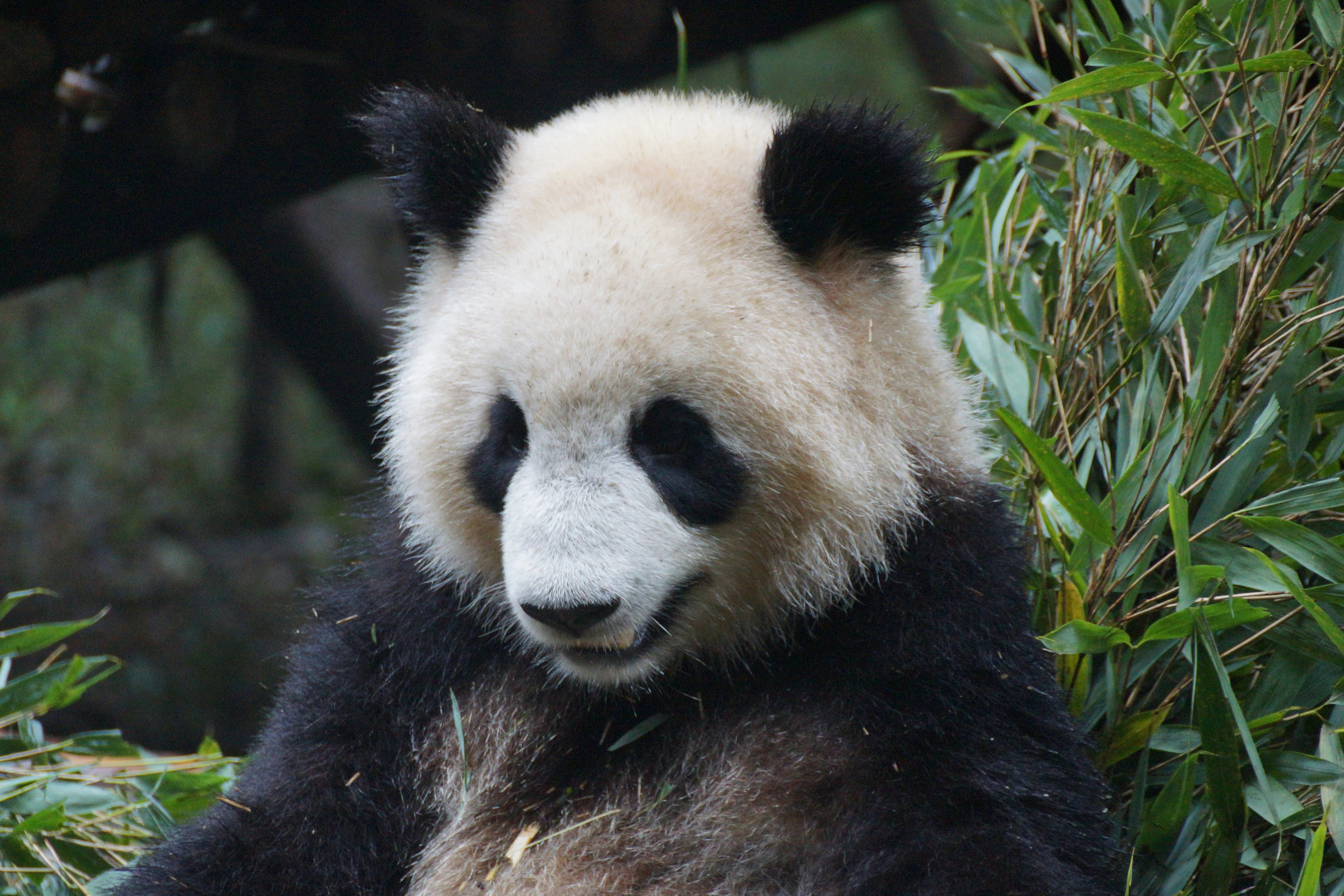 Venture into the Verdant Bamboo Forests: A Wildlife Enthusiast's Dream Image 2