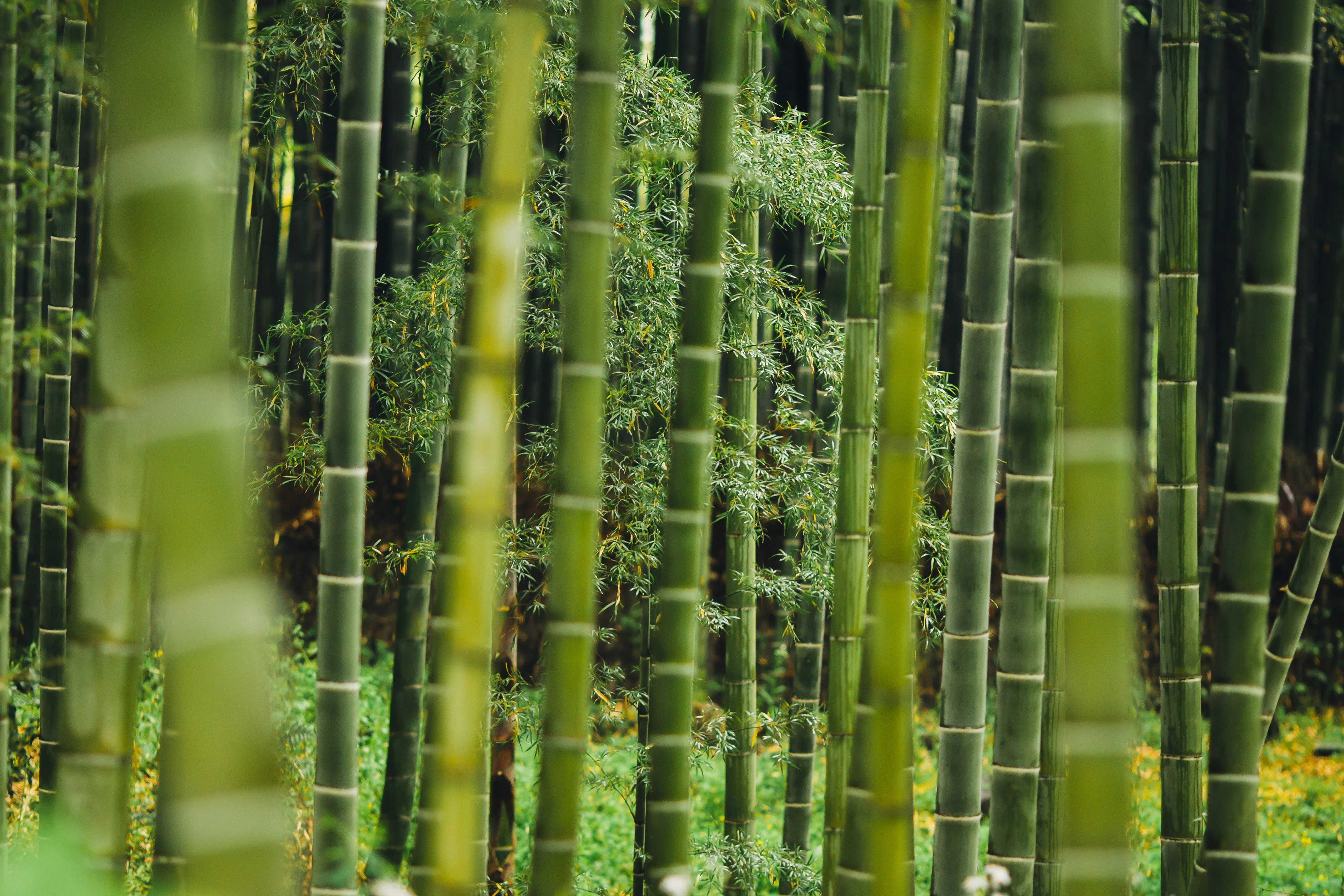 Venture into the Verdant Bamboo Forests: A Wildlife Enthusiast's Dream