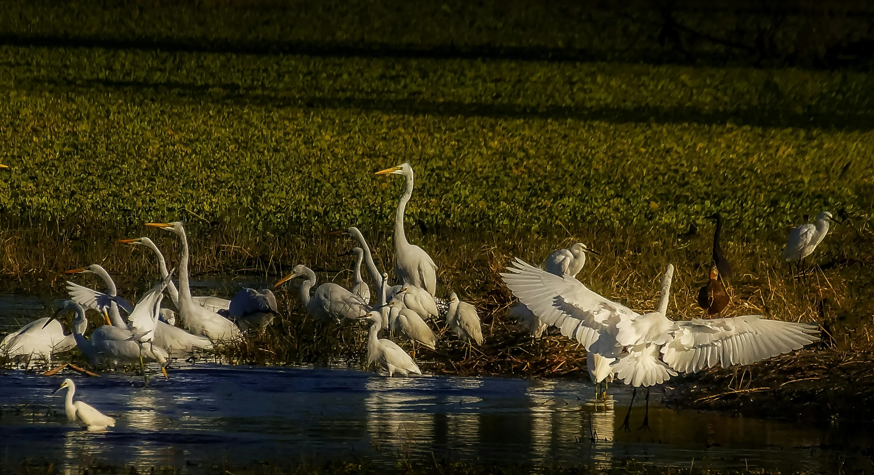 The City of White Herons: Exploring Himeji's Wildlife Sanctuaries Image 2