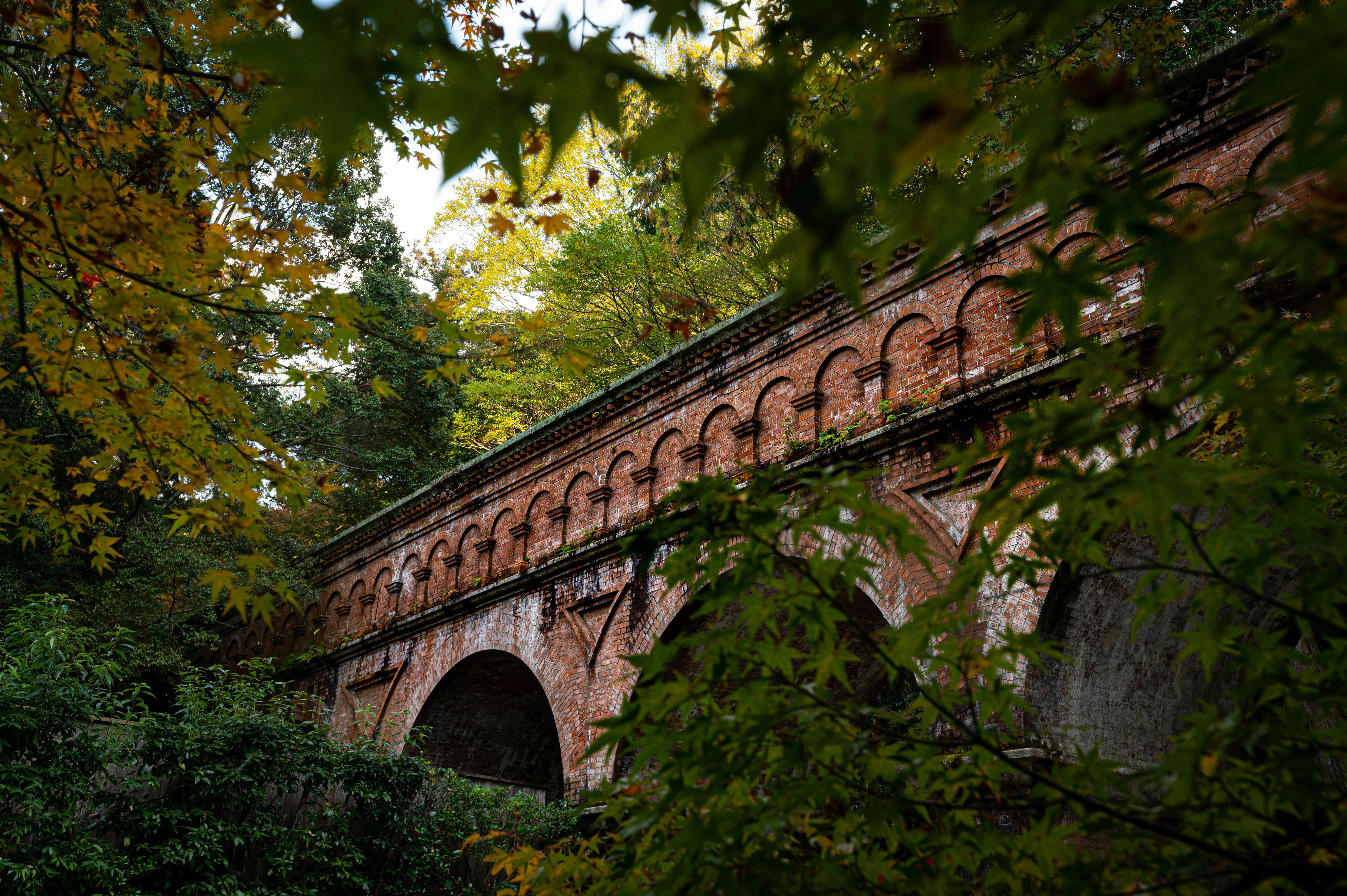 Seasonal Changes and Language Learning: Embracing Autumn in Kyoto Image 2