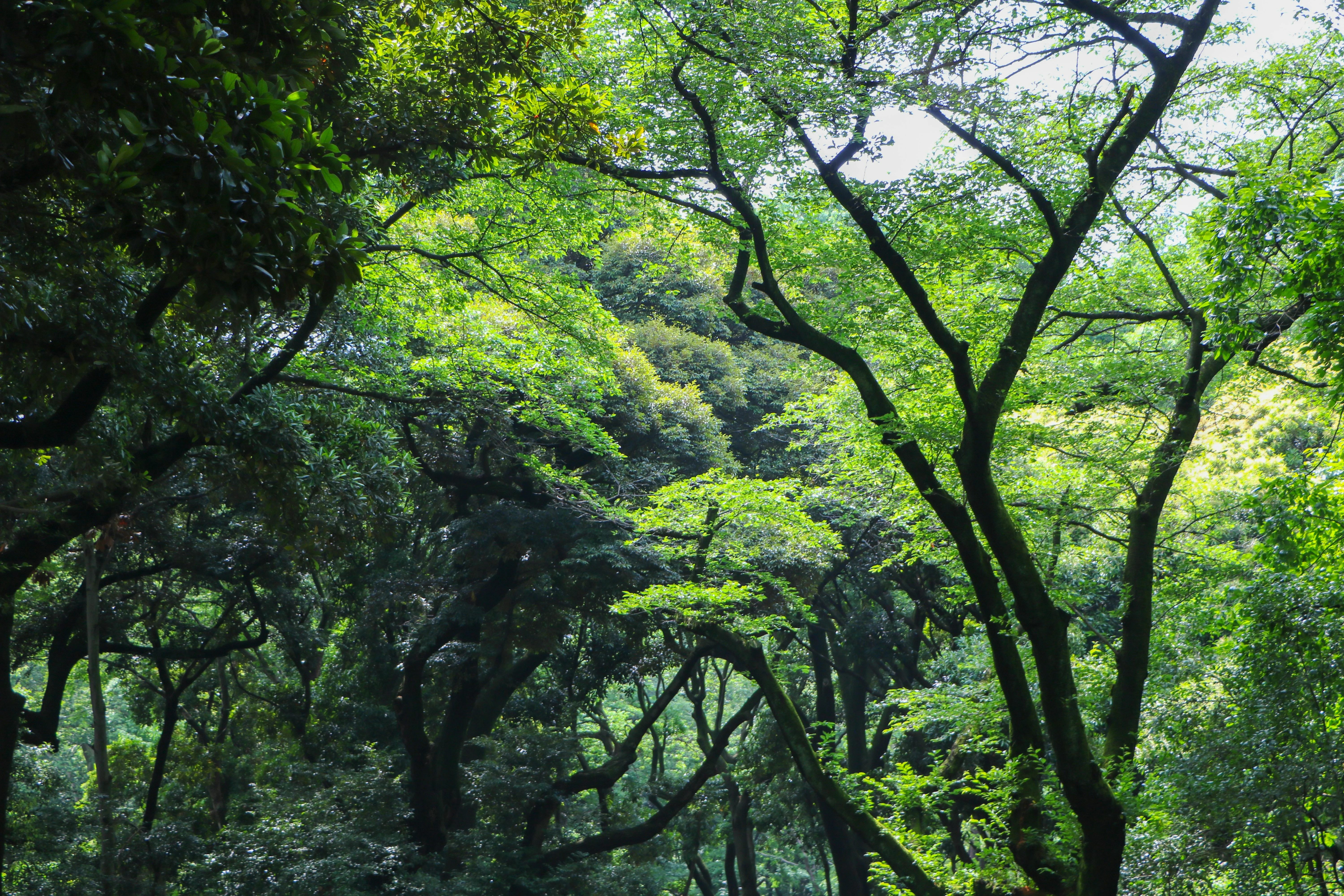 Tokyo's Hidden Gardens: Accessible Natural Retreats Within the Urban Jungle Image 1